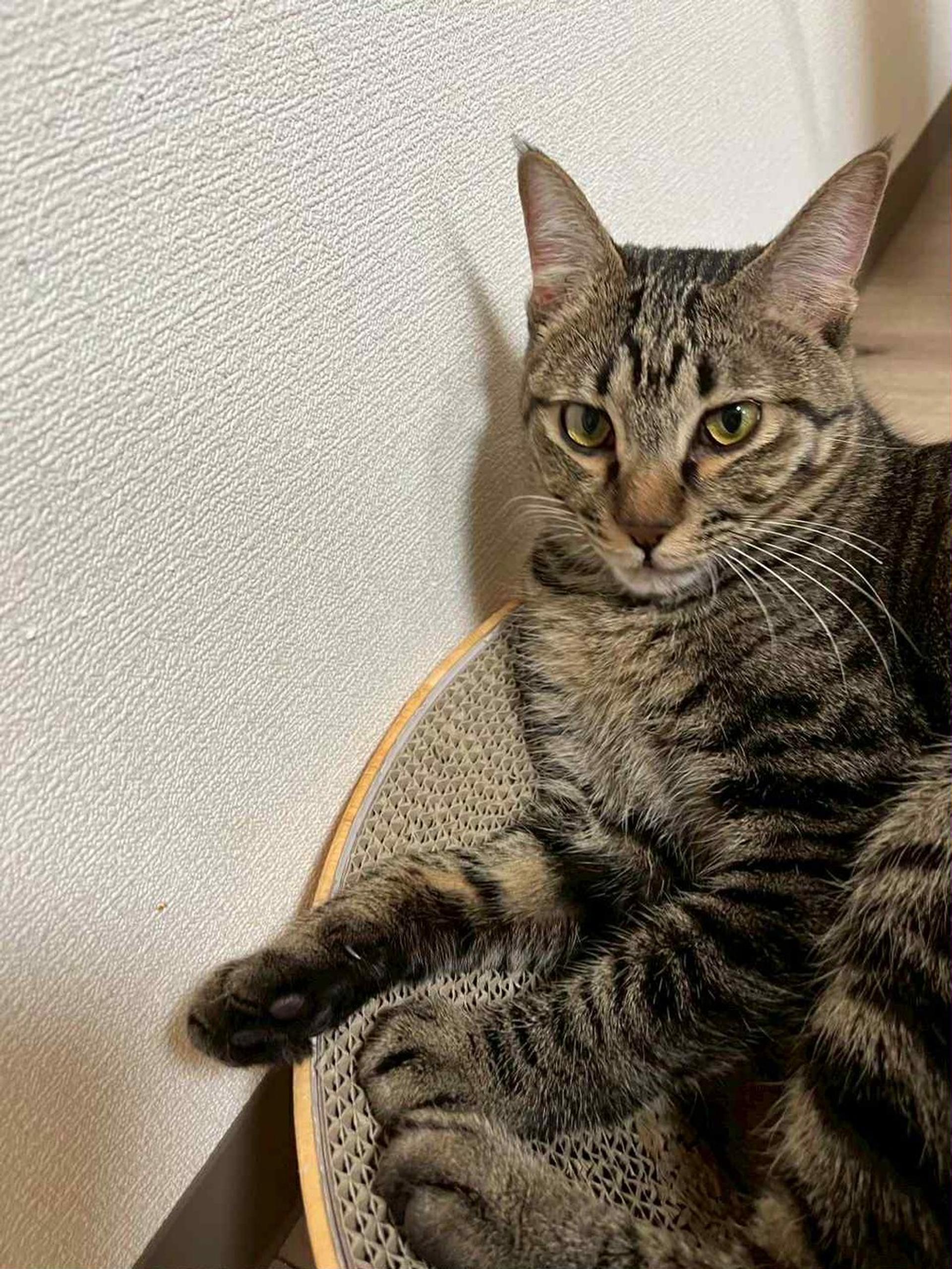 pet-image-3