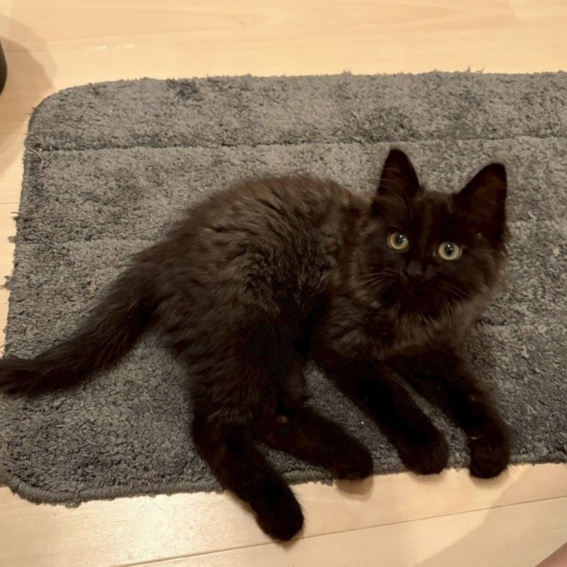 雑種（ミックス猫）・オスの里親募集の写真