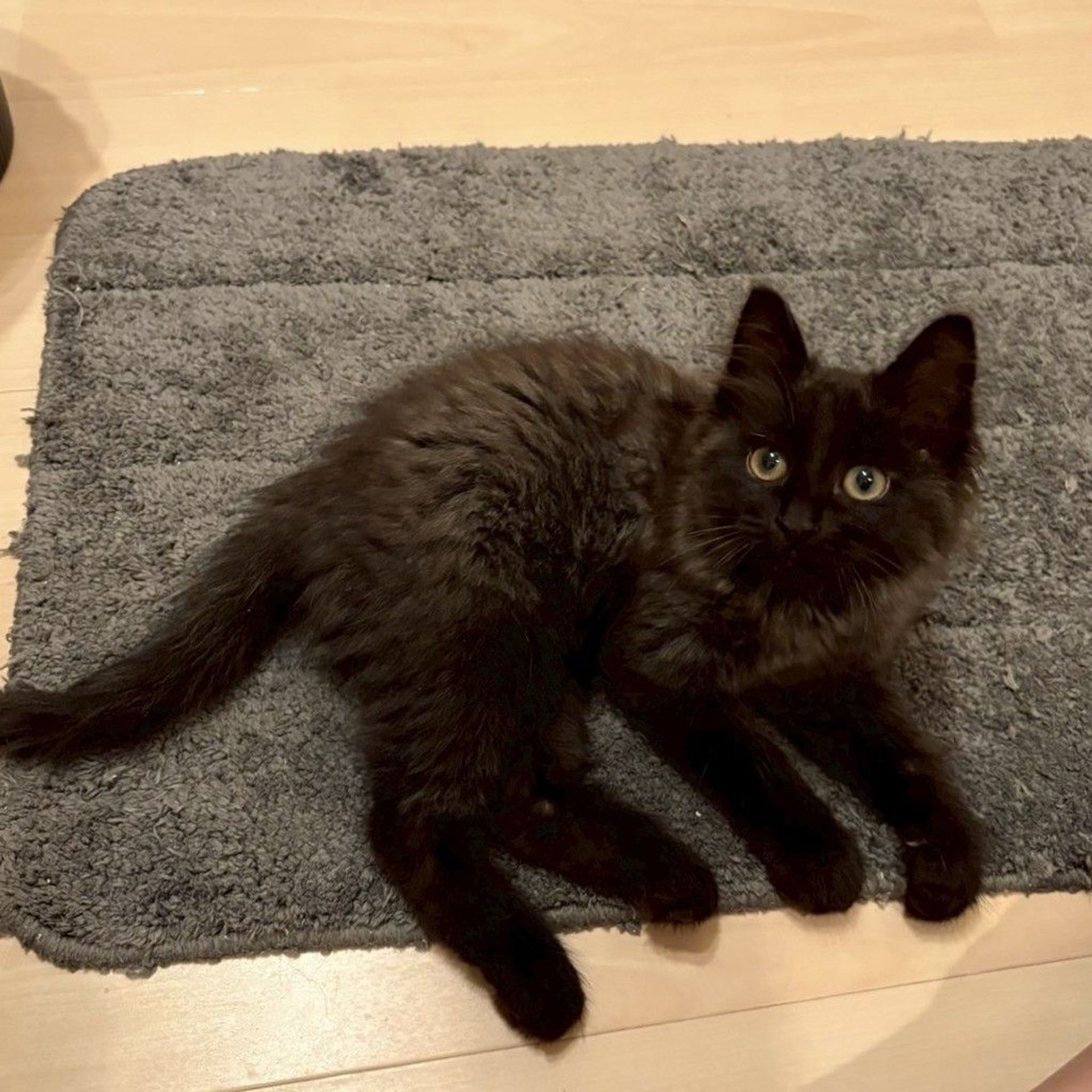 雑種（ミックス猫）・オスの里親募集の写真