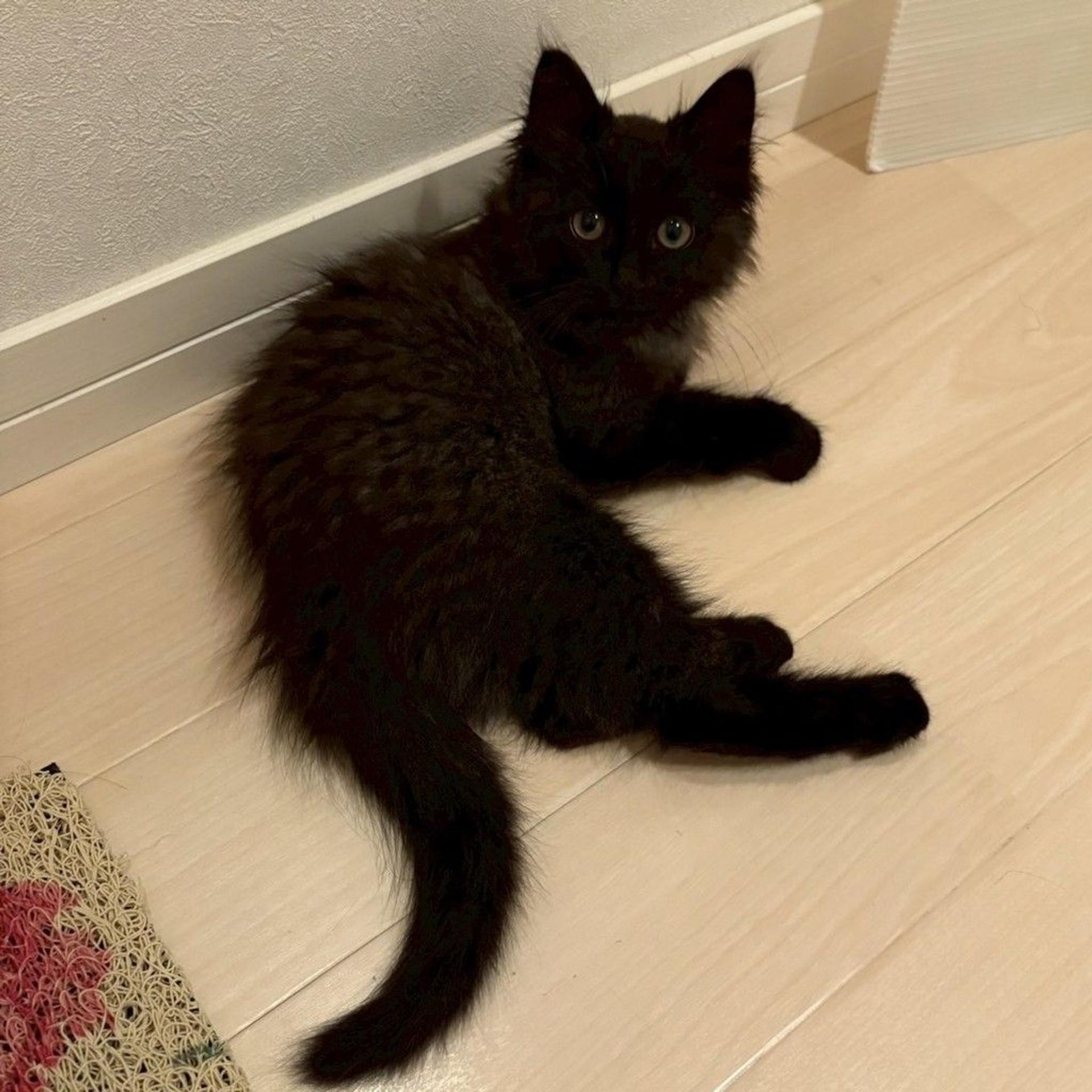 pet-image-7