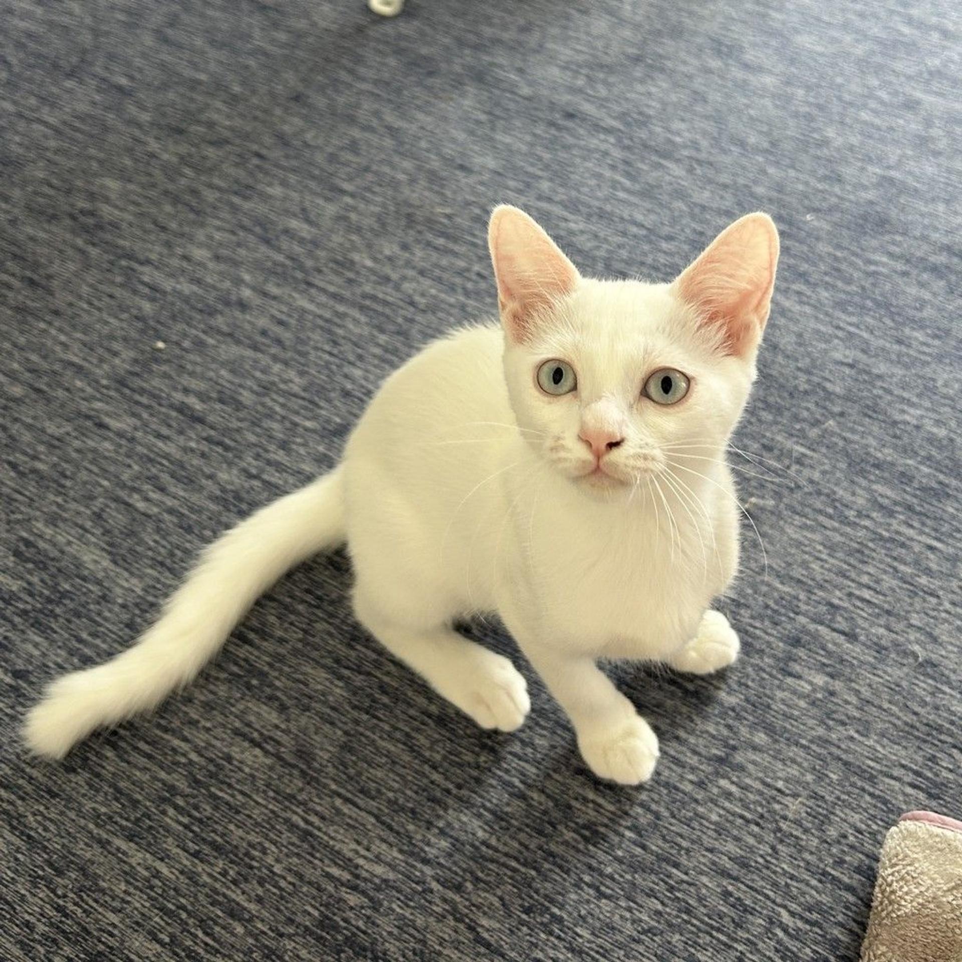 pet-image-8