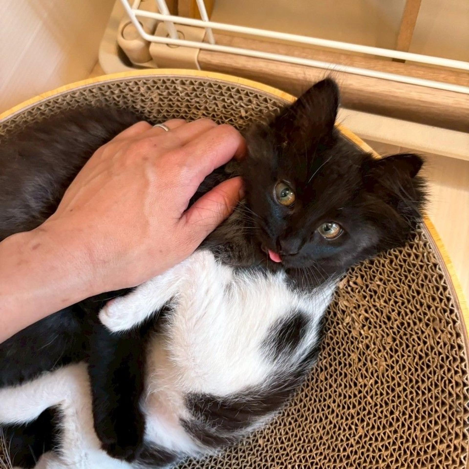 pet-image-5