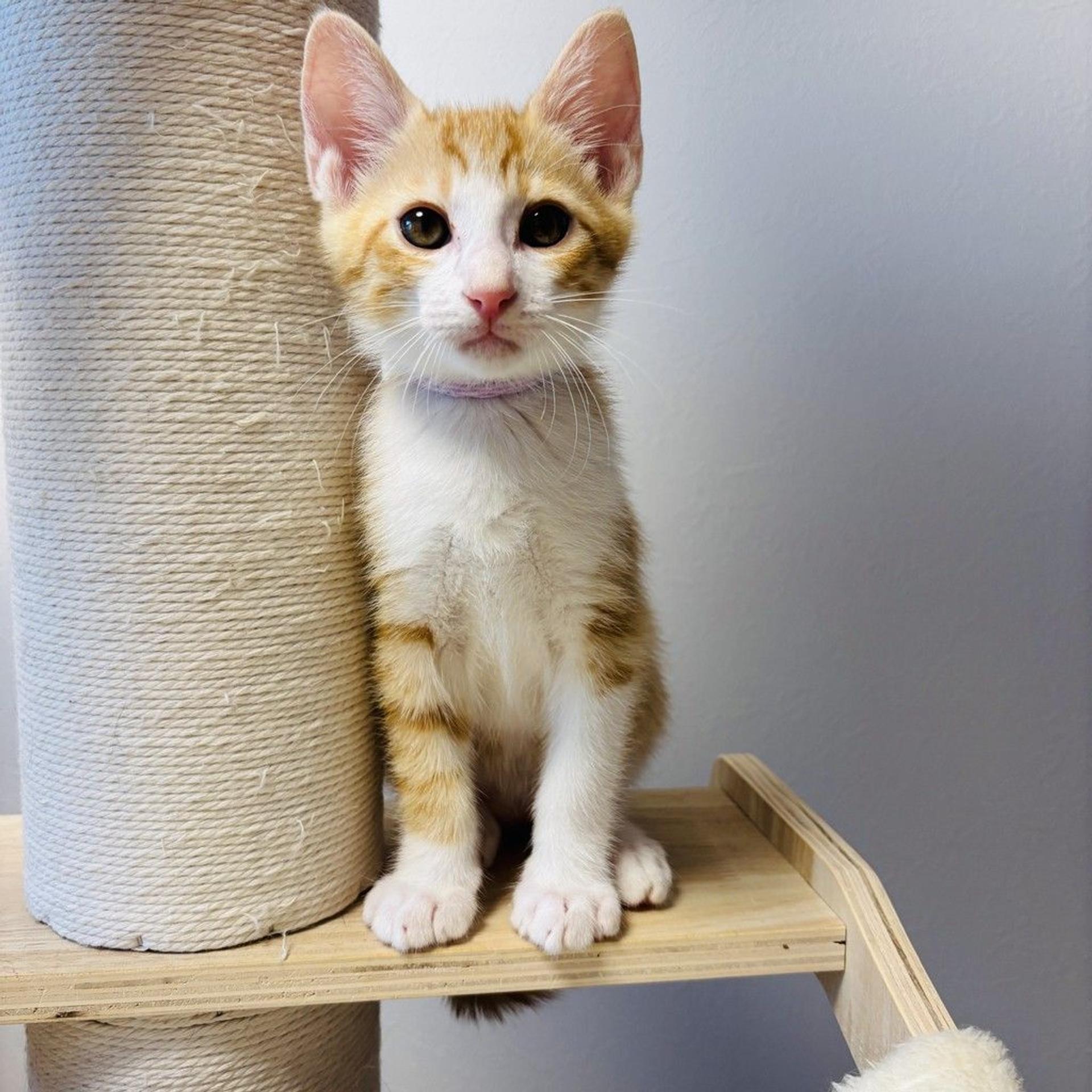 pet-image-2