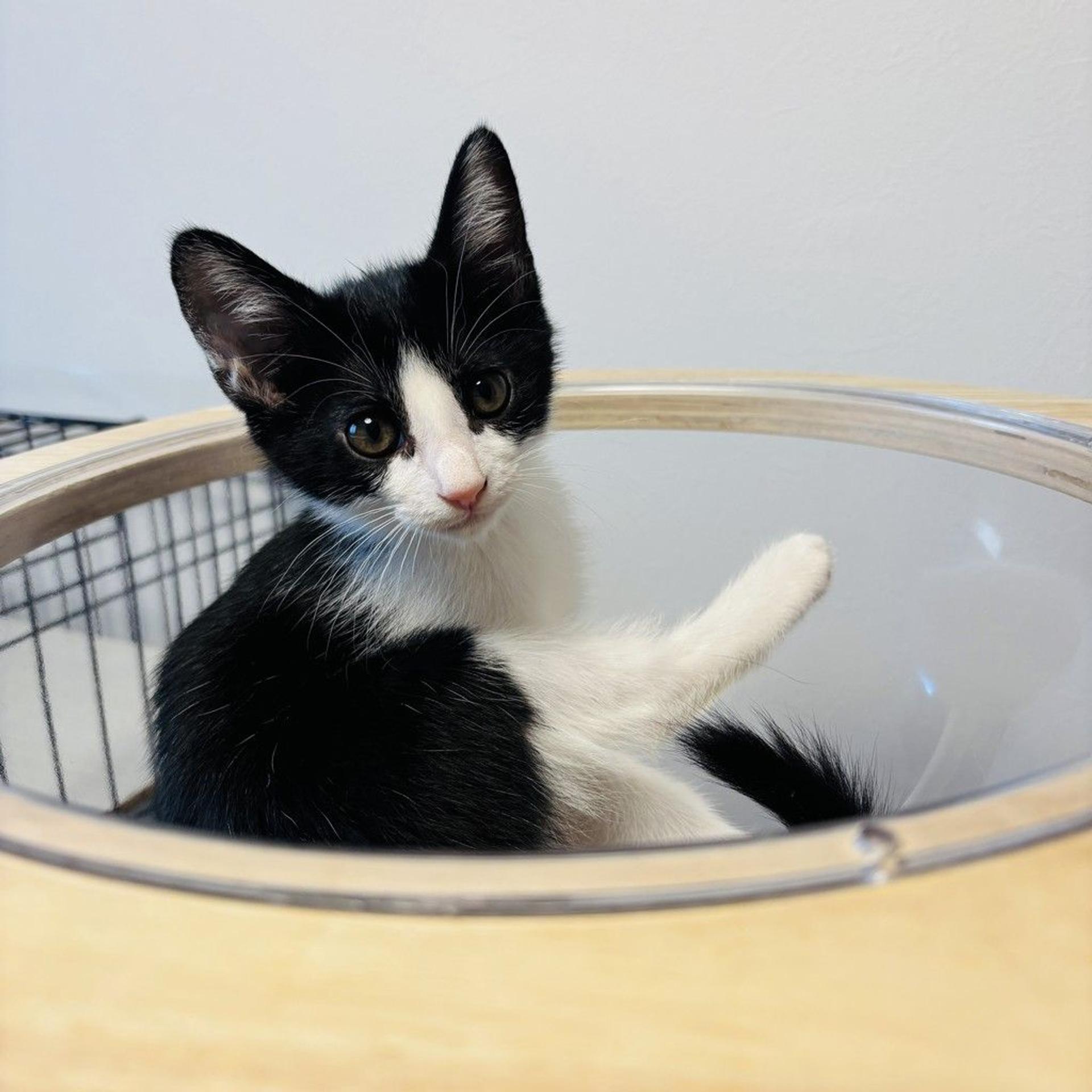 pet-image-5