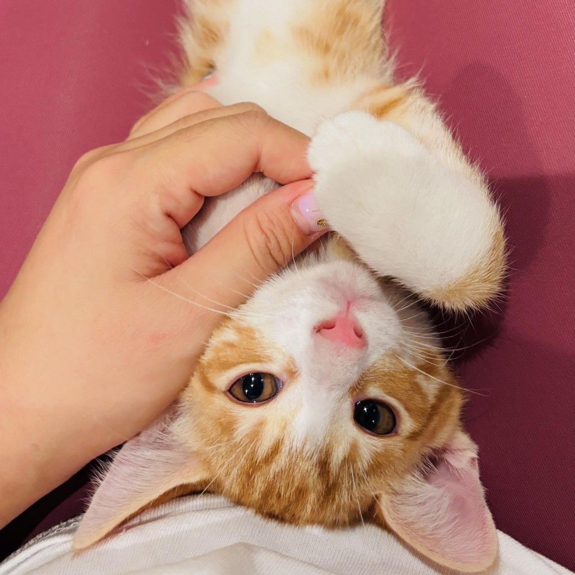 pet-image-7
