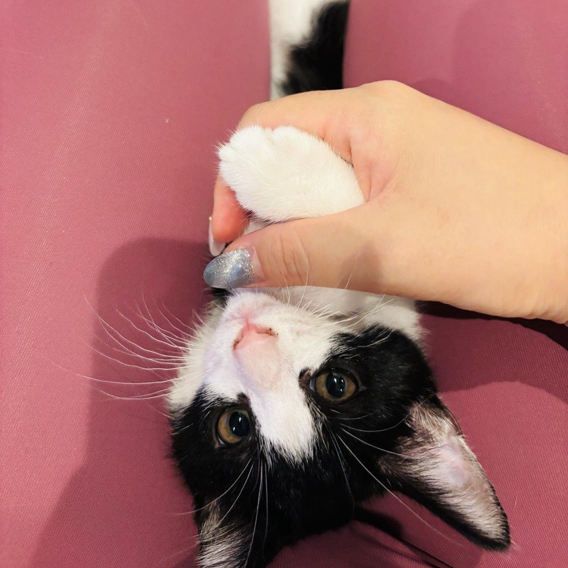 pet-image-8