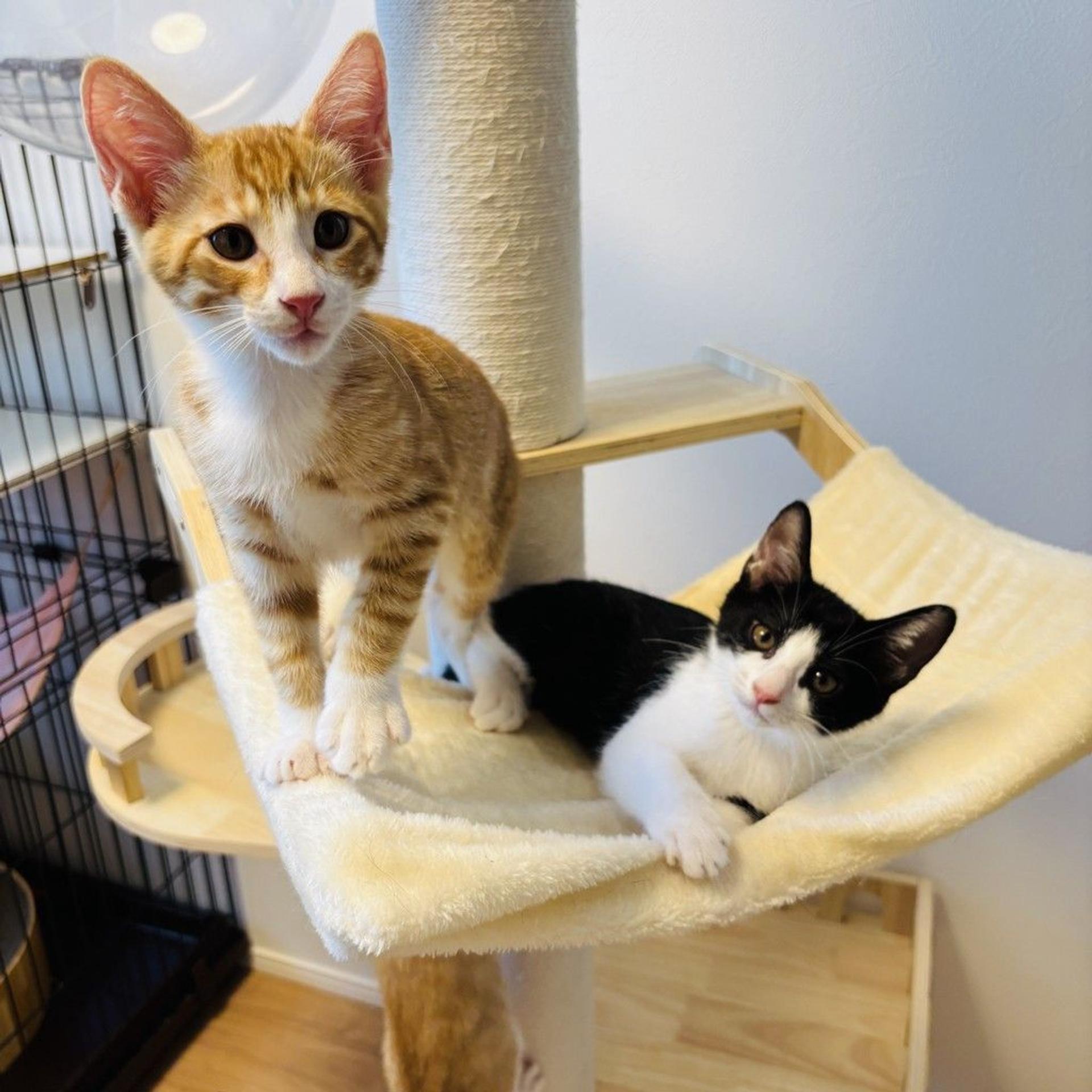 pet-image-9
