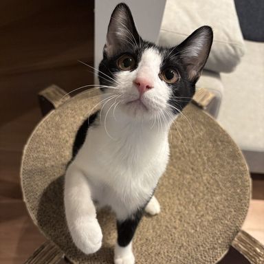 雑種（ミックス猫）・オスの里親募集の写真