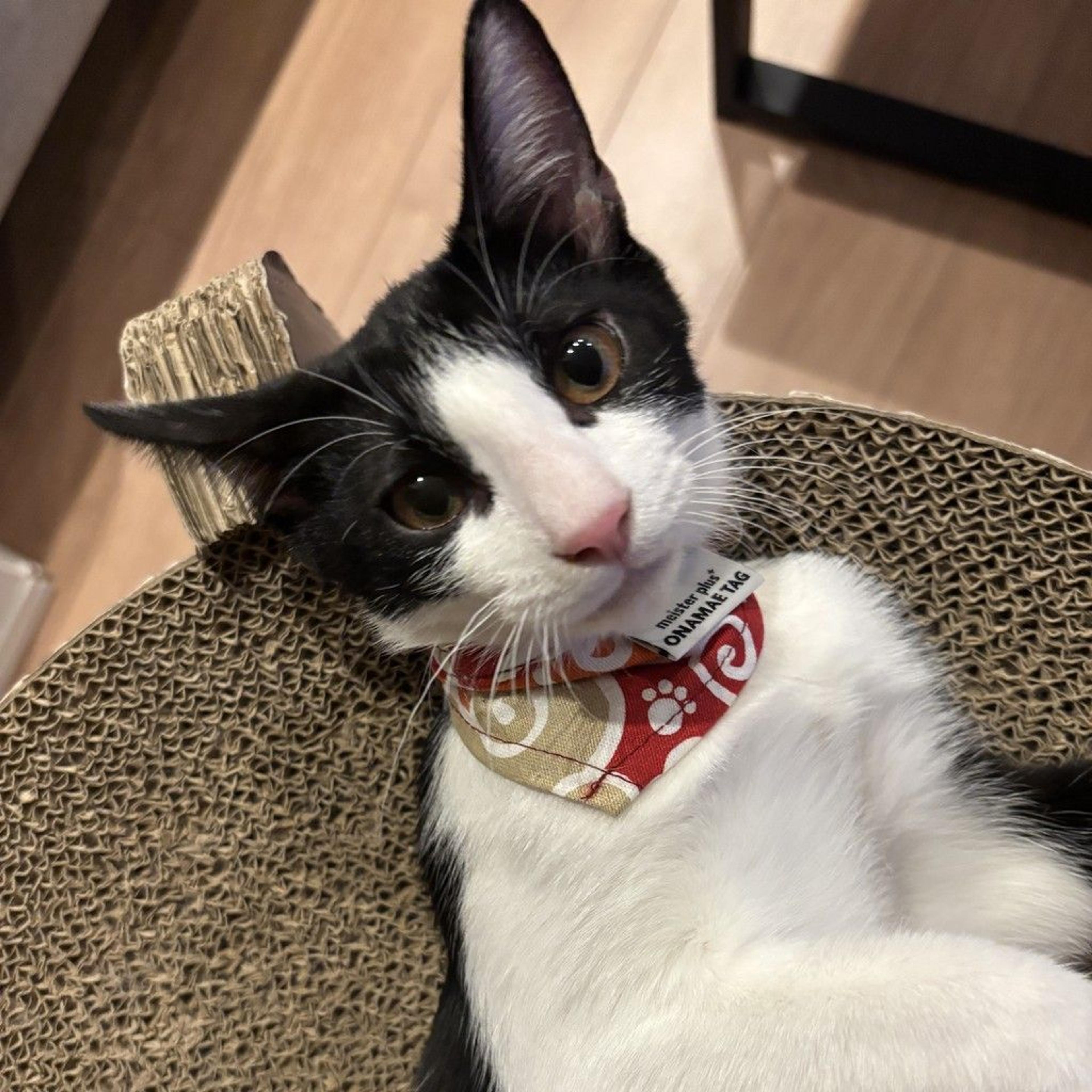 pet-image-2