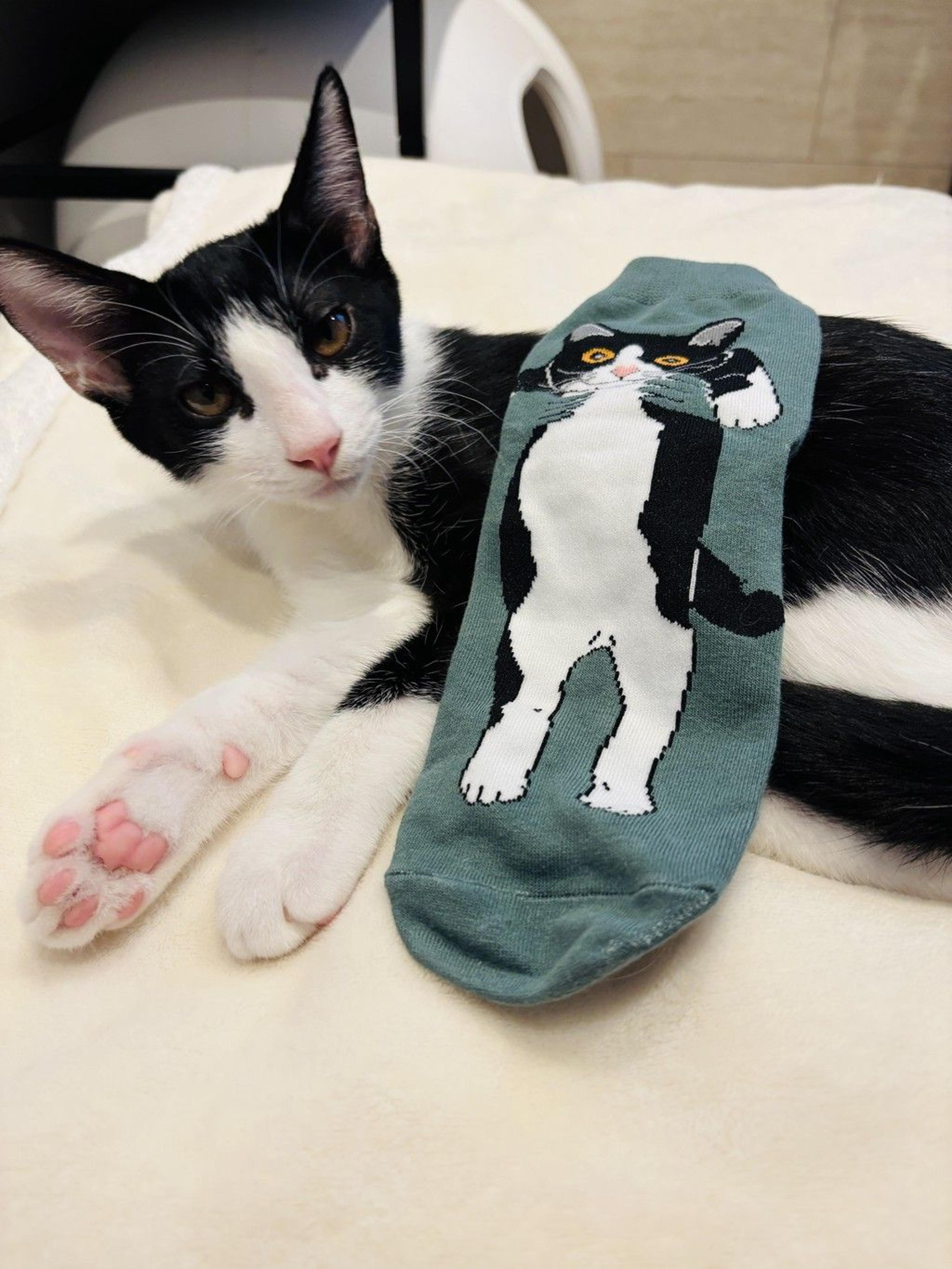 pet-image-3