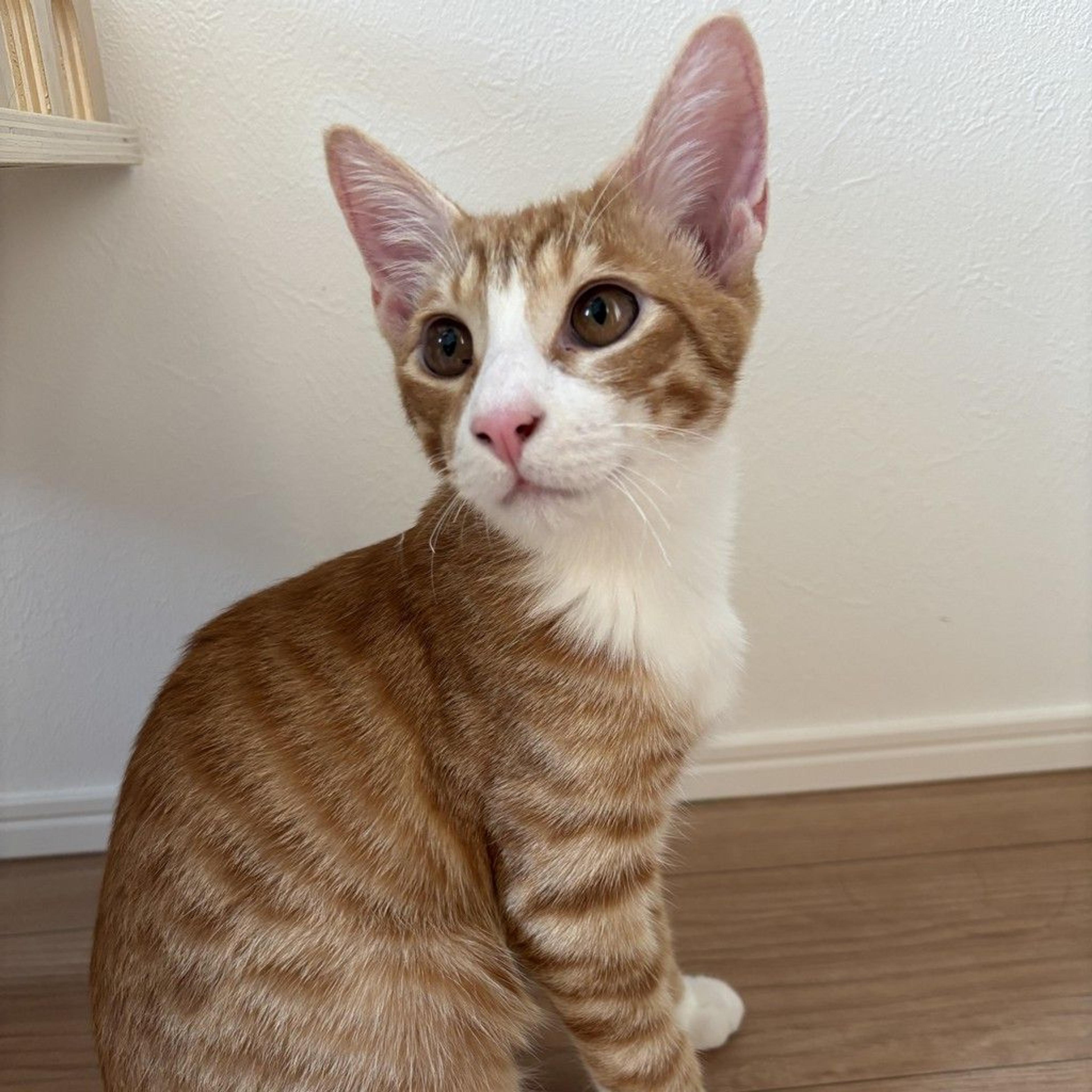 pet-image-5
