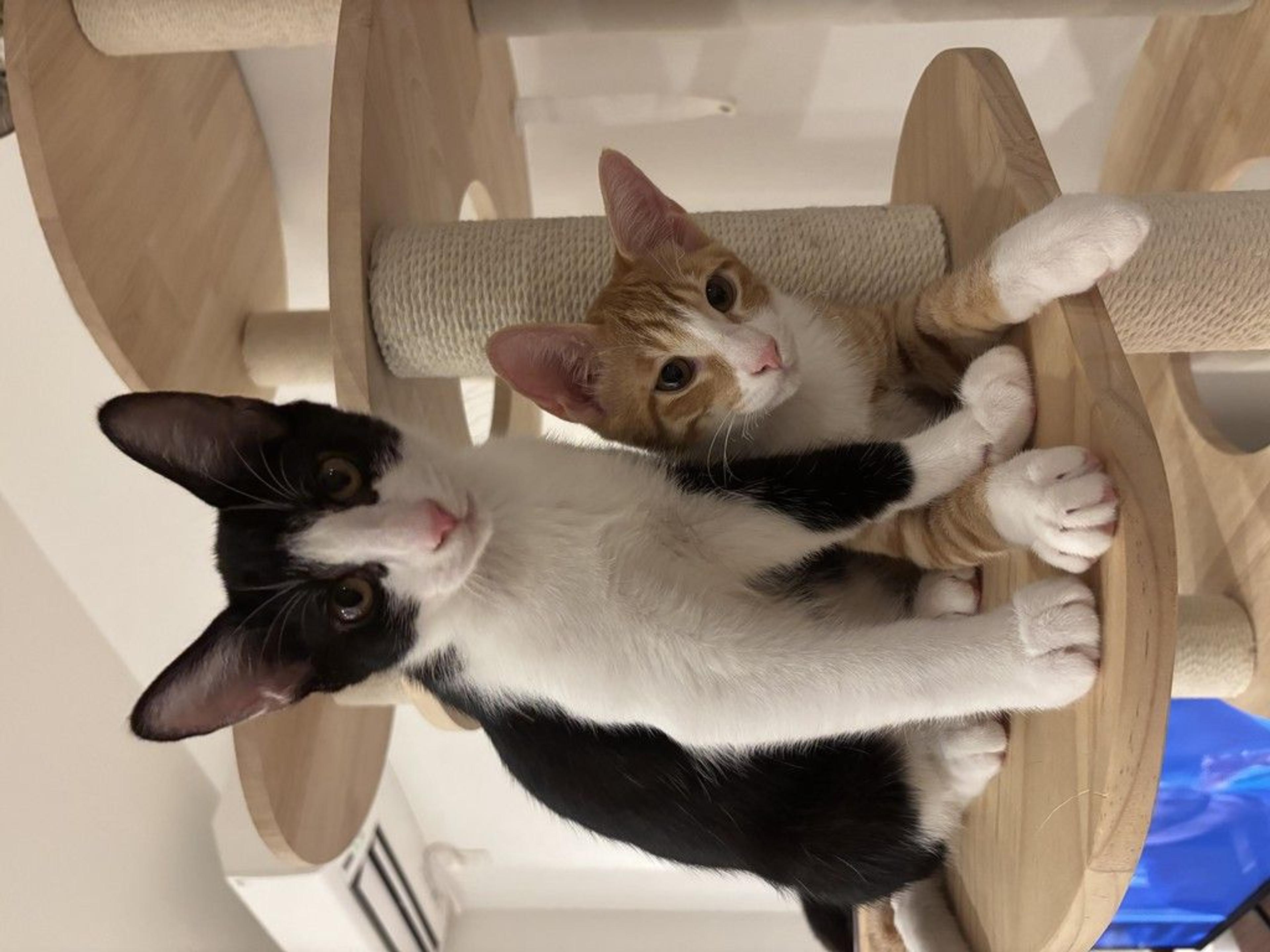 pet-image-8