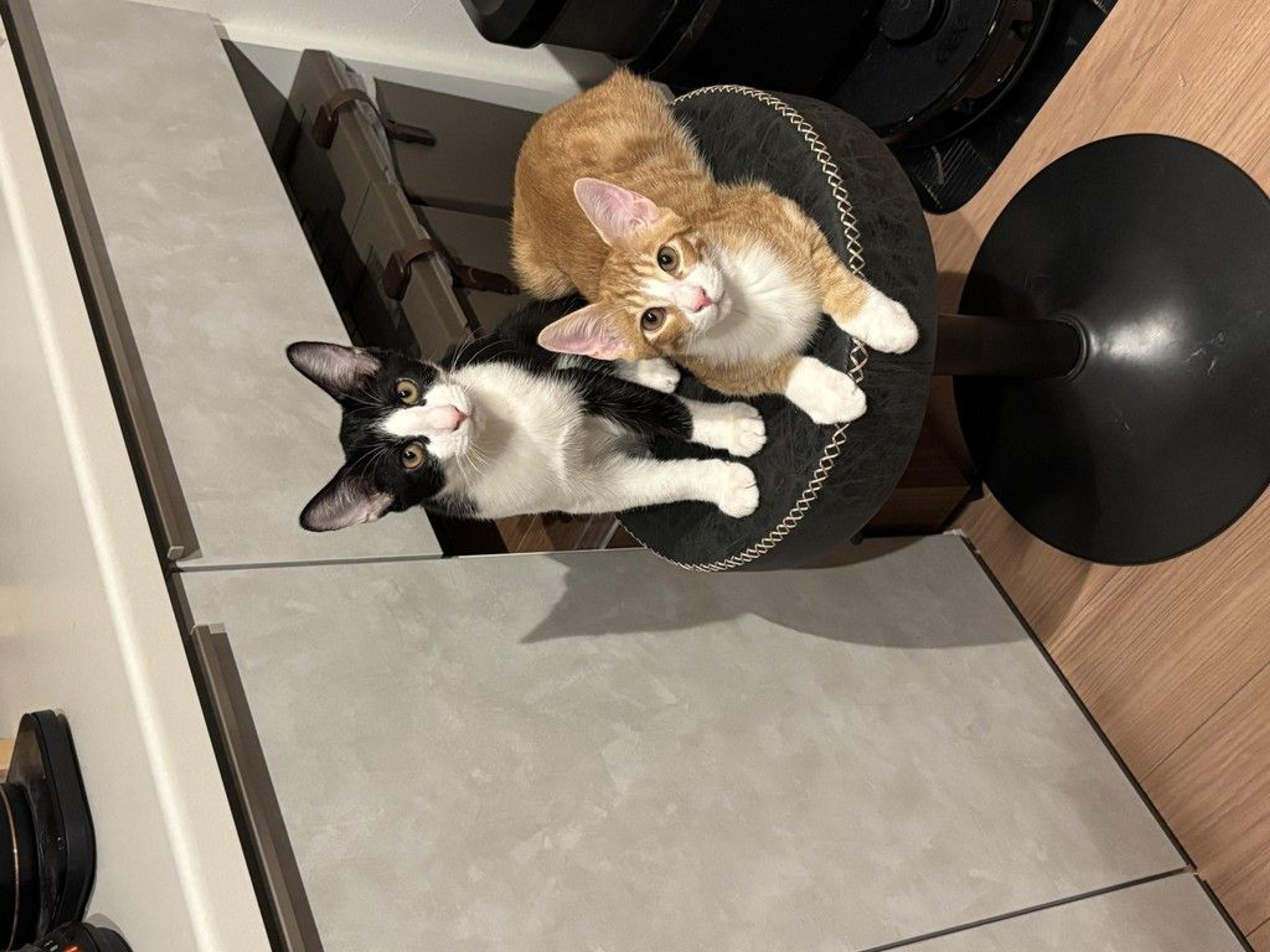 pet-image-9