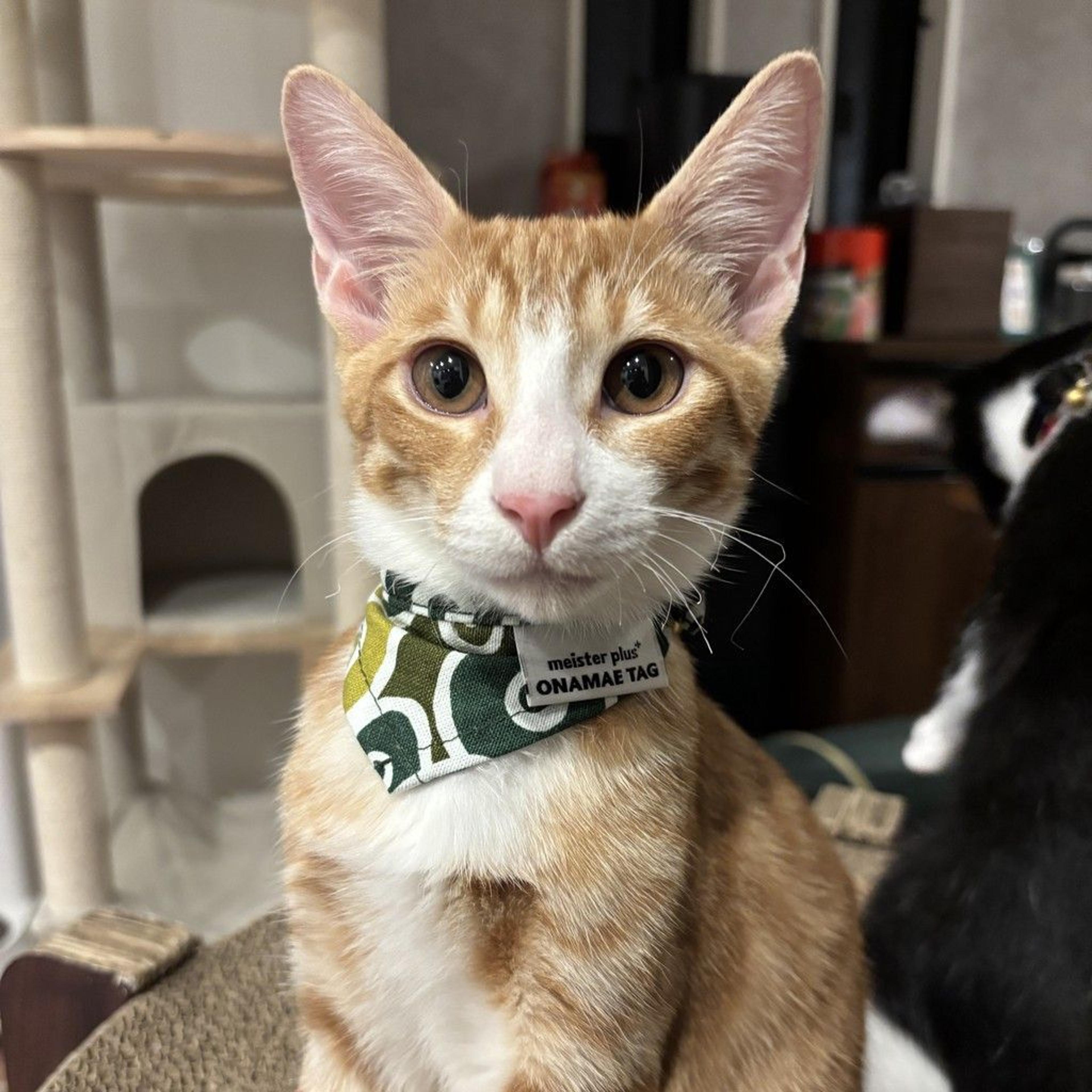 pet-image-2