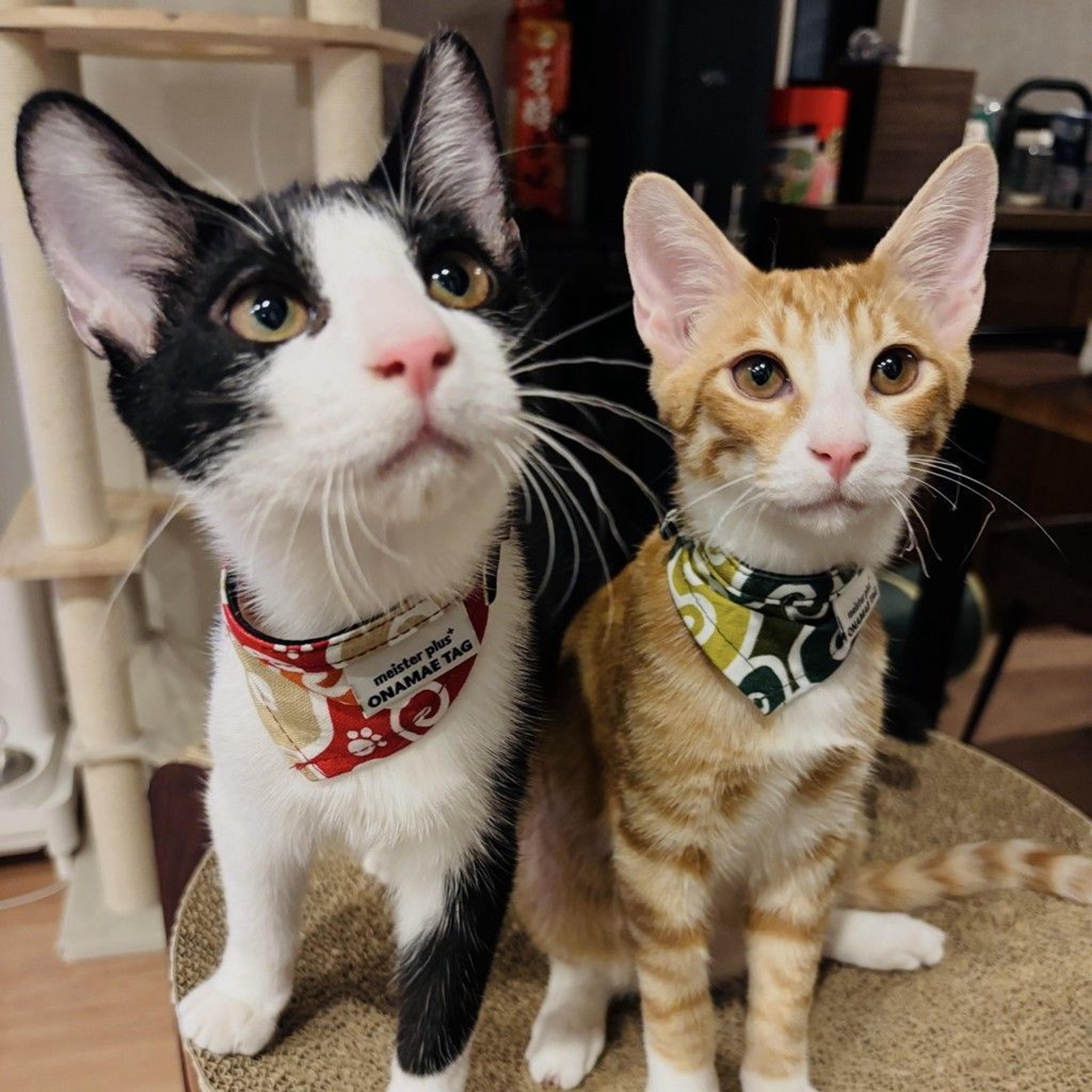 pet-image-4