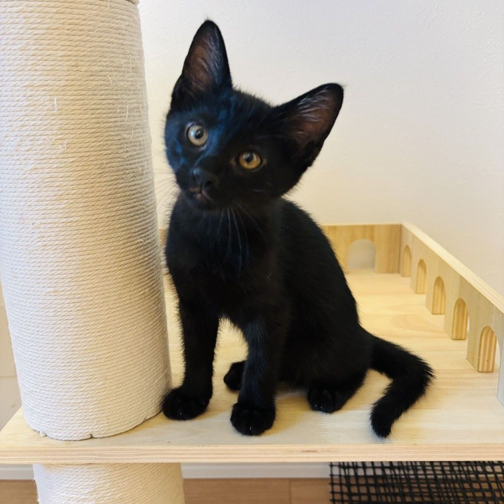 雑種（ミックス猫）・オスの里親募集の写真