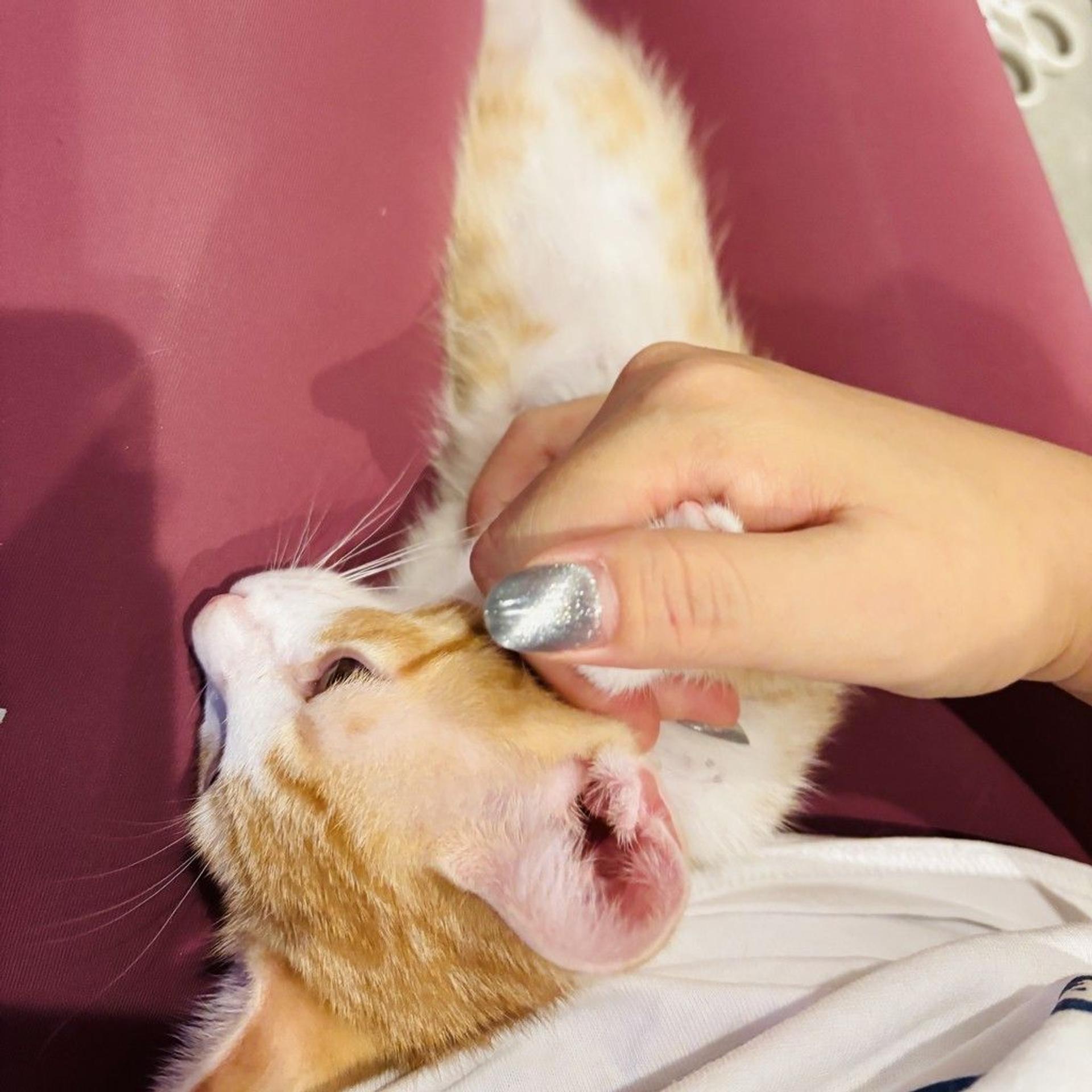 pet-image-9
