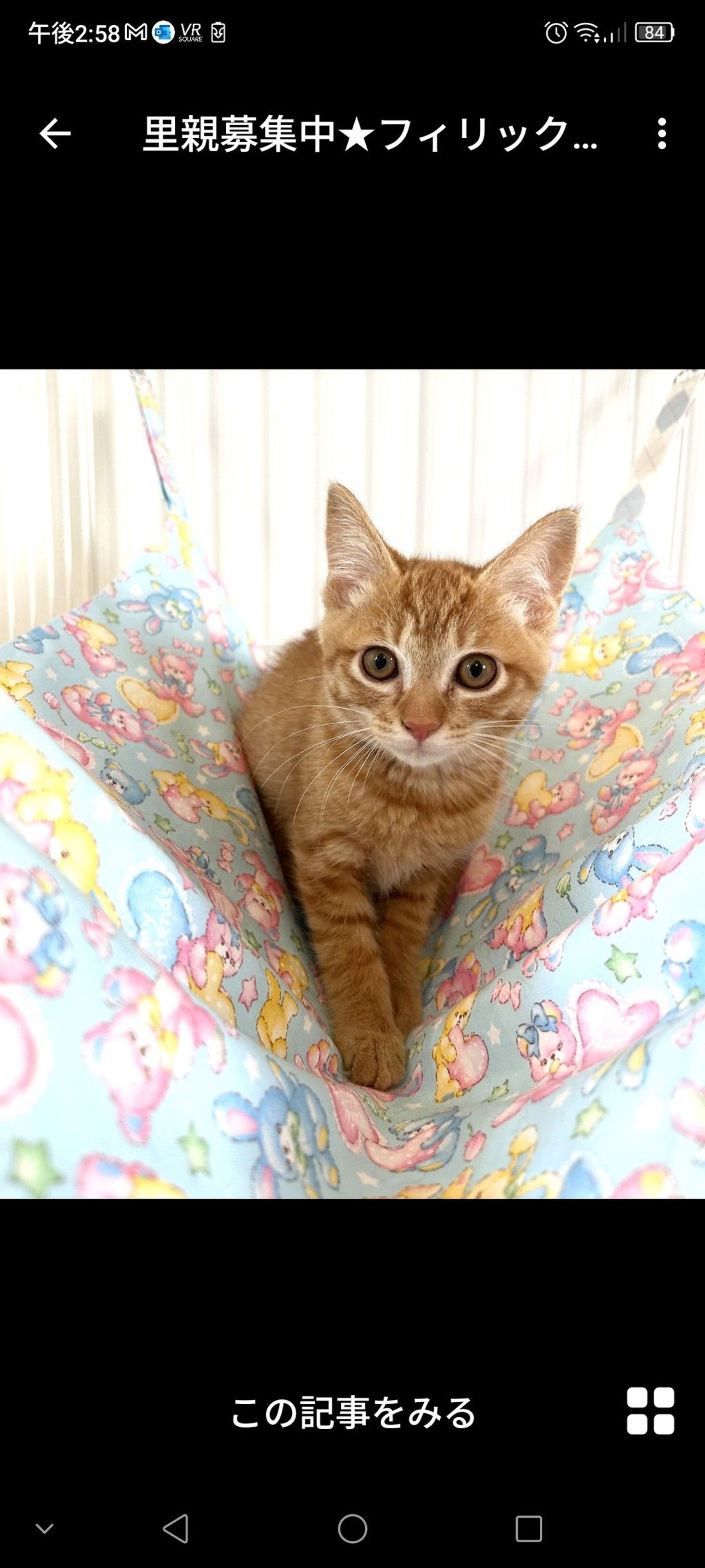 雑種（ミックス猫）・オスの里親募集の写真