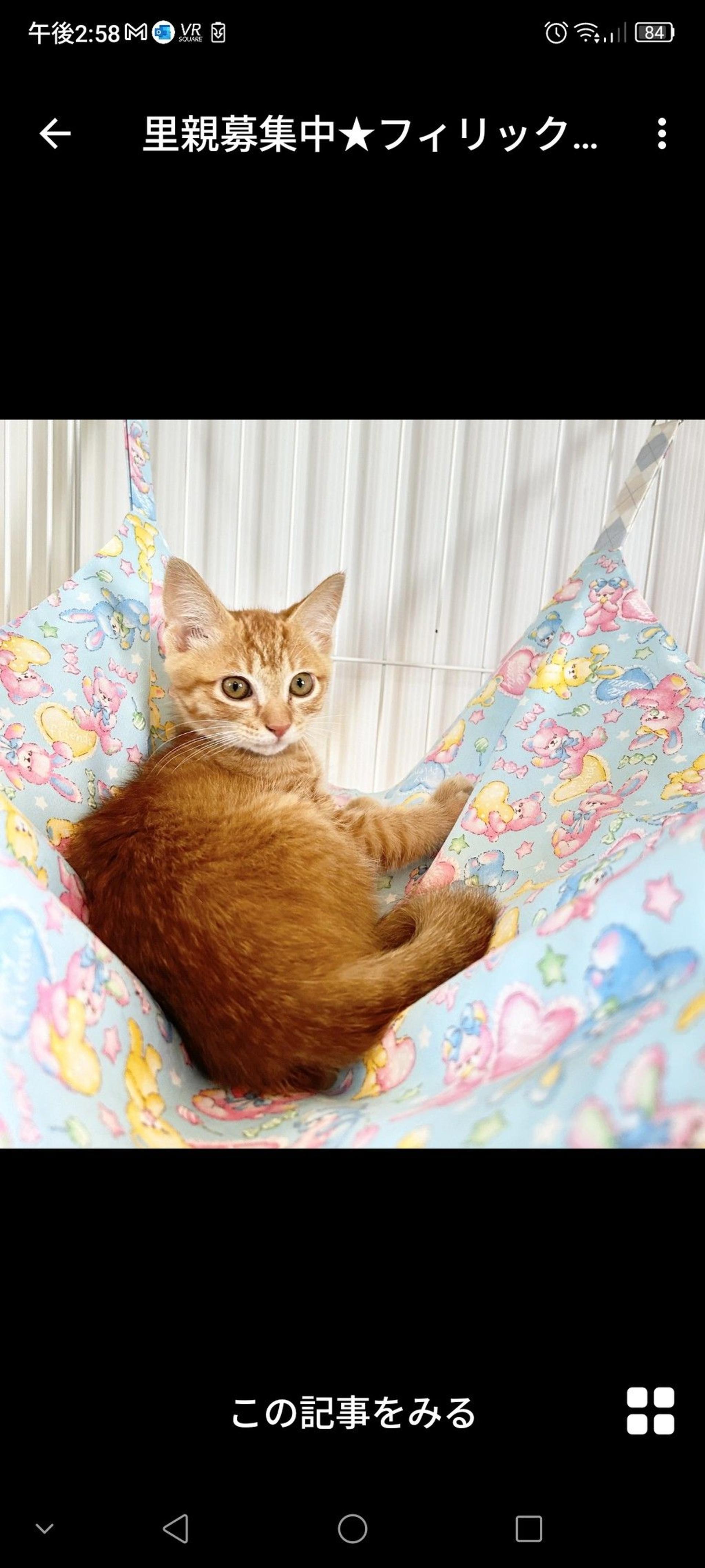 pet-image-3