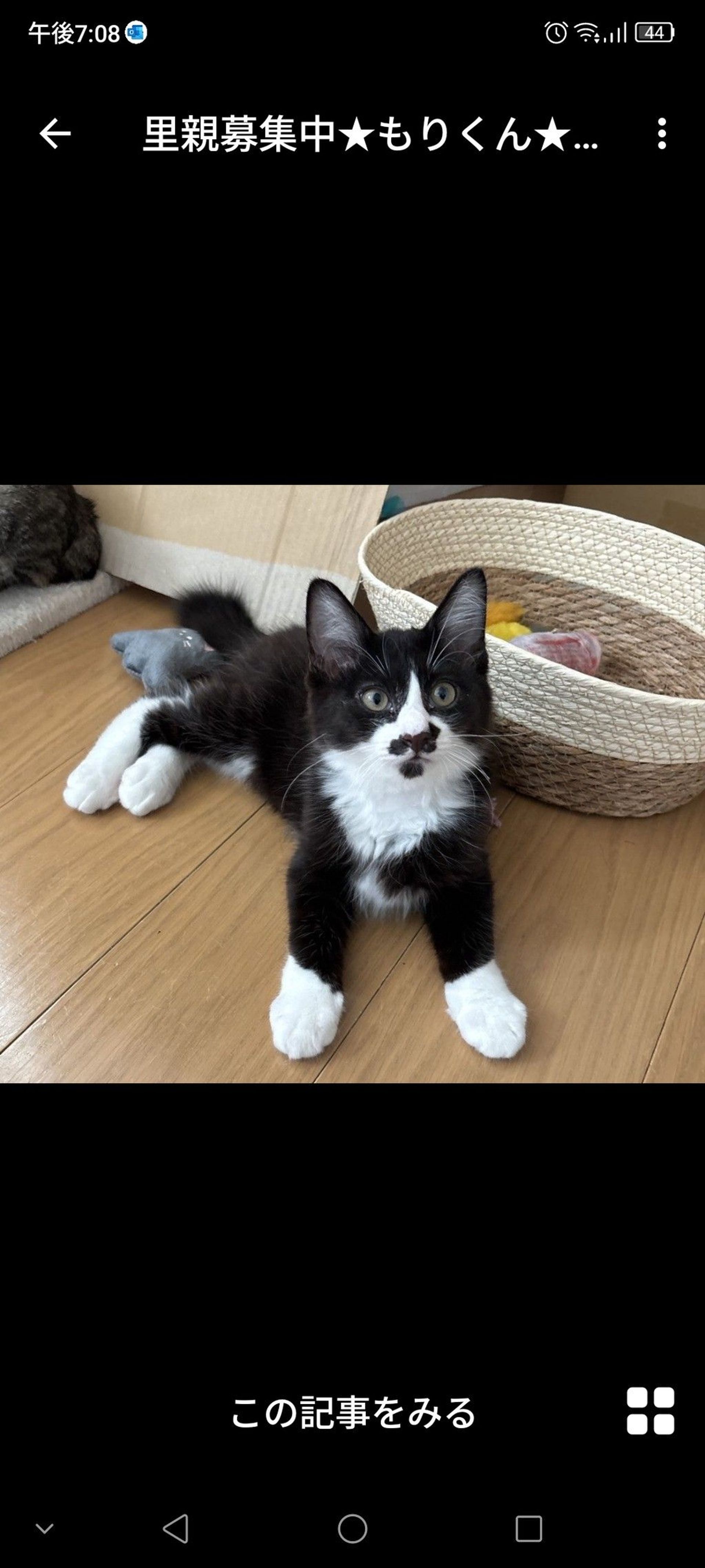 雑種（ミックス猫）・オスの里親募集の写真