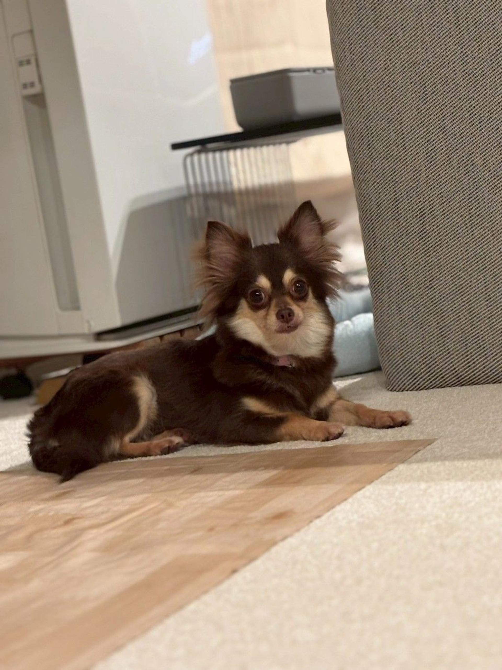 pet-image-4