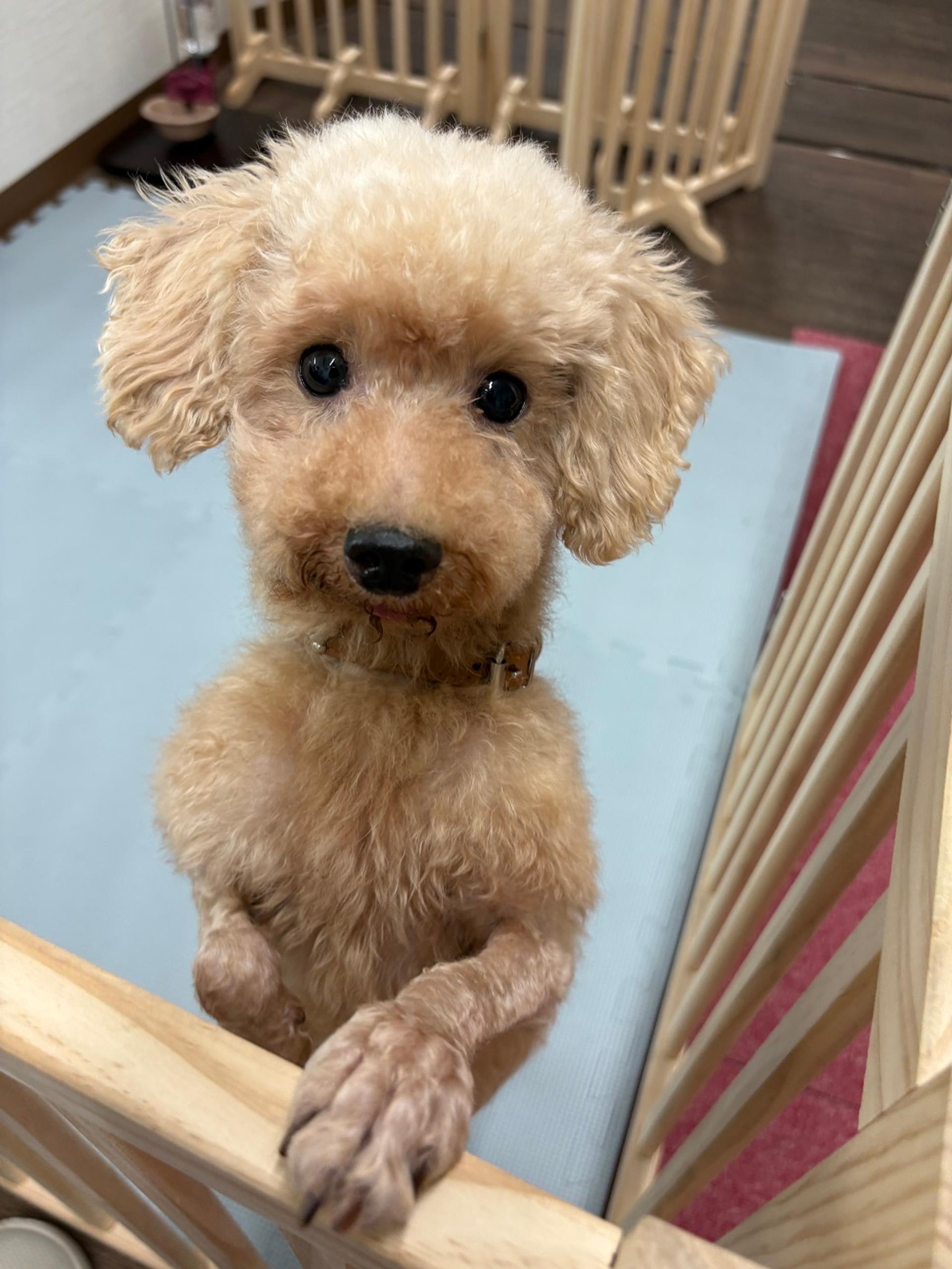 pet-image-3