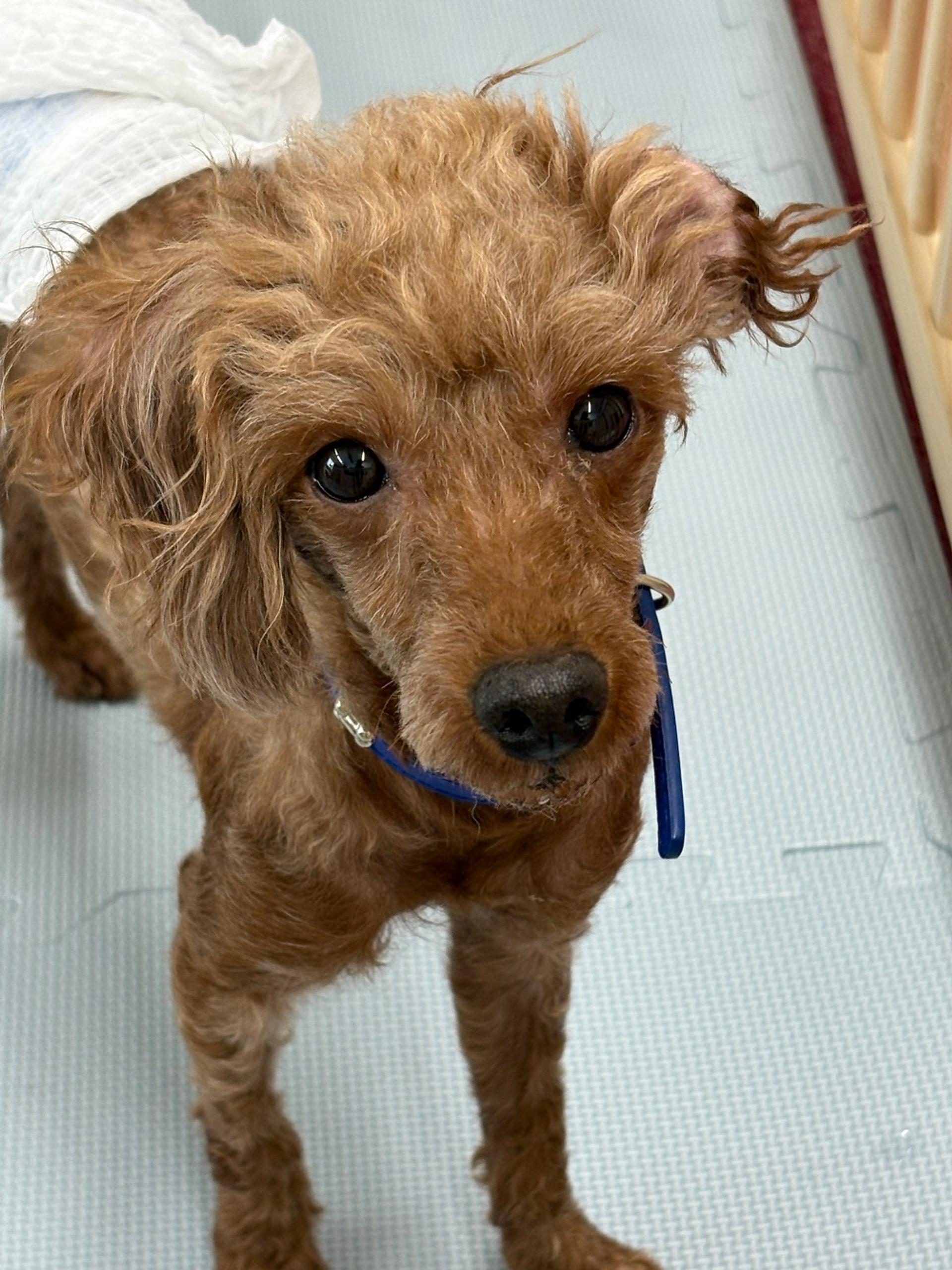pet-image-2