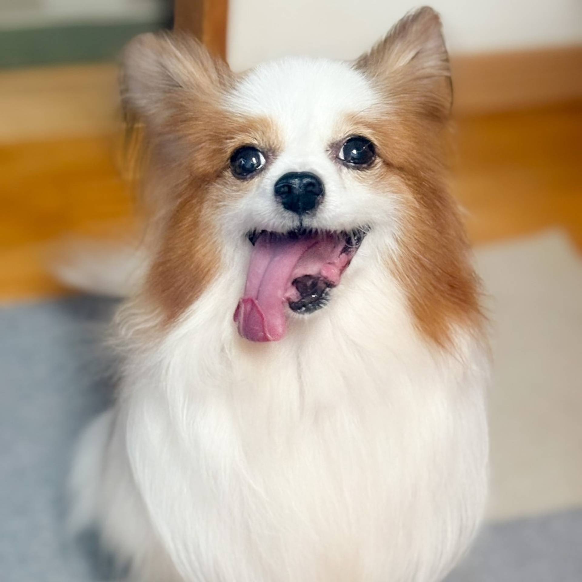 パピヨン・オスの里親募集の写真