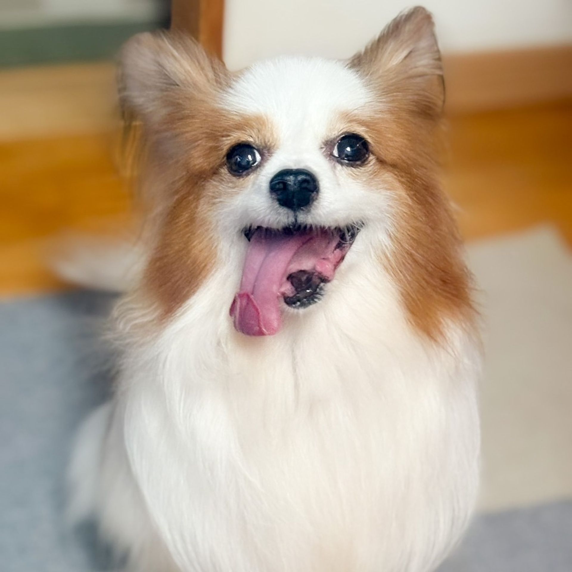 パピヨン・オスの里親募集の写真