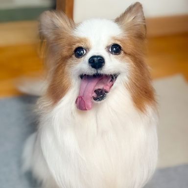 トーラス