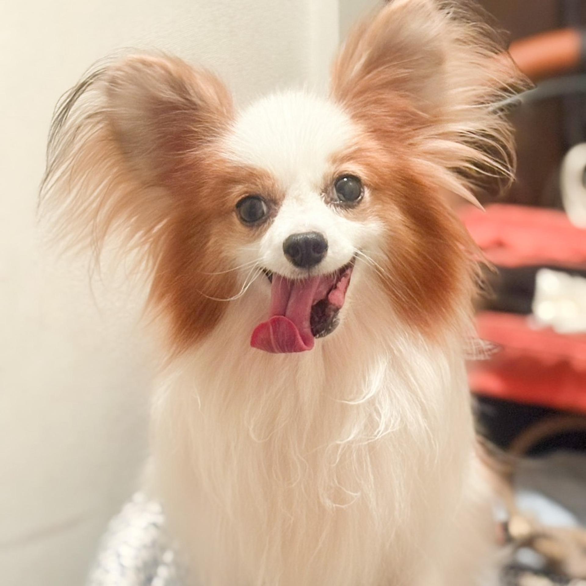 pet-image-5