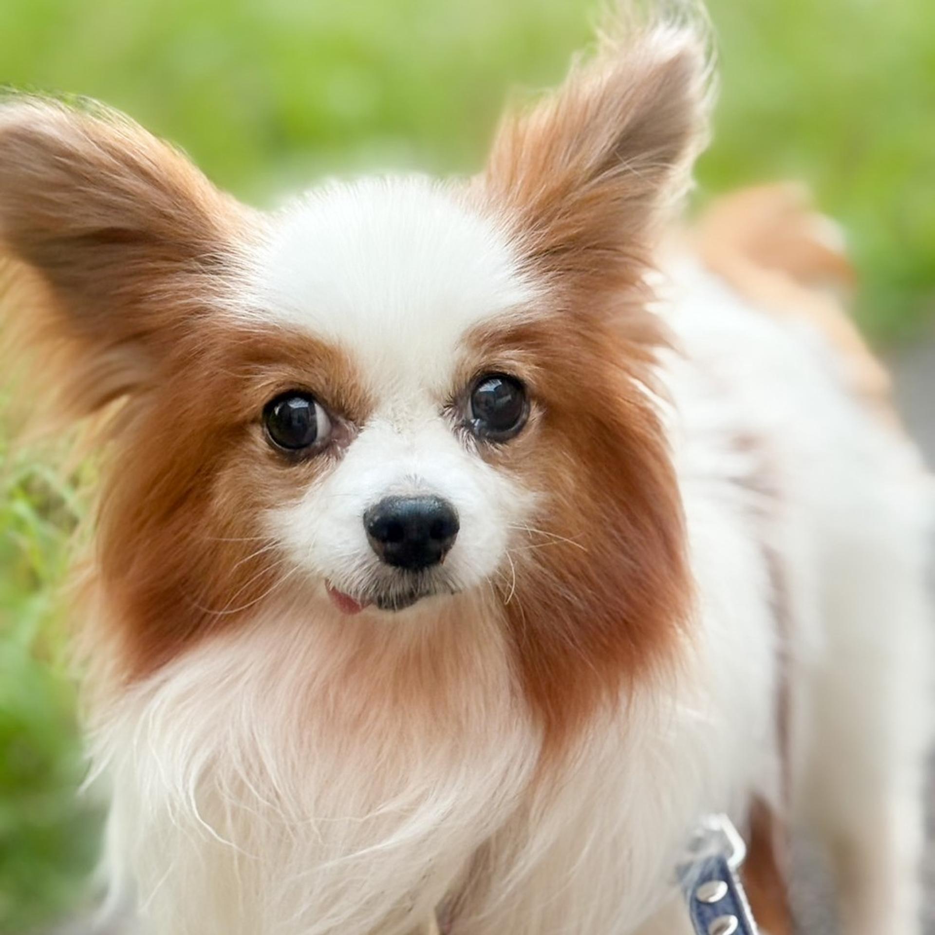 pet-image-7