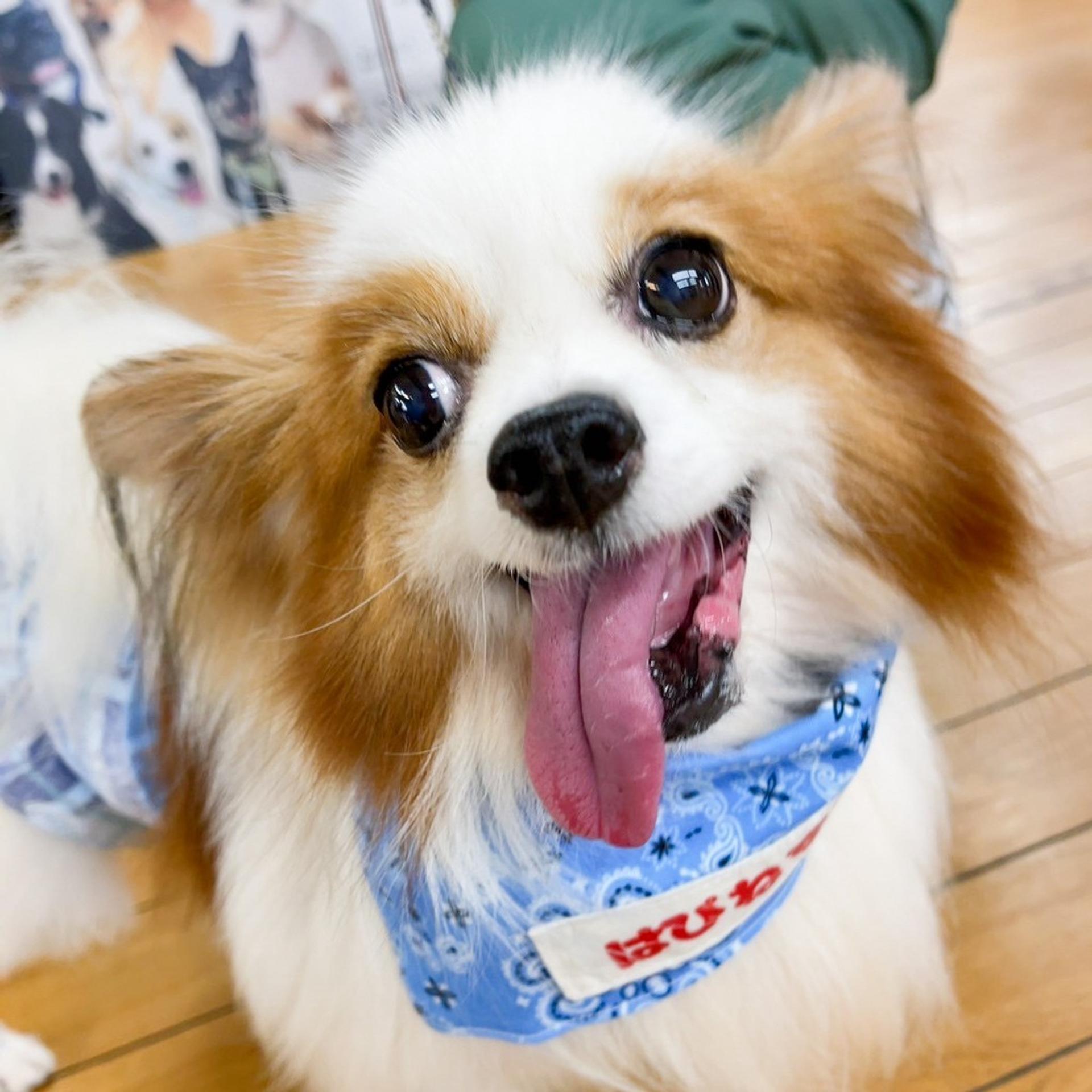 pet-image-8