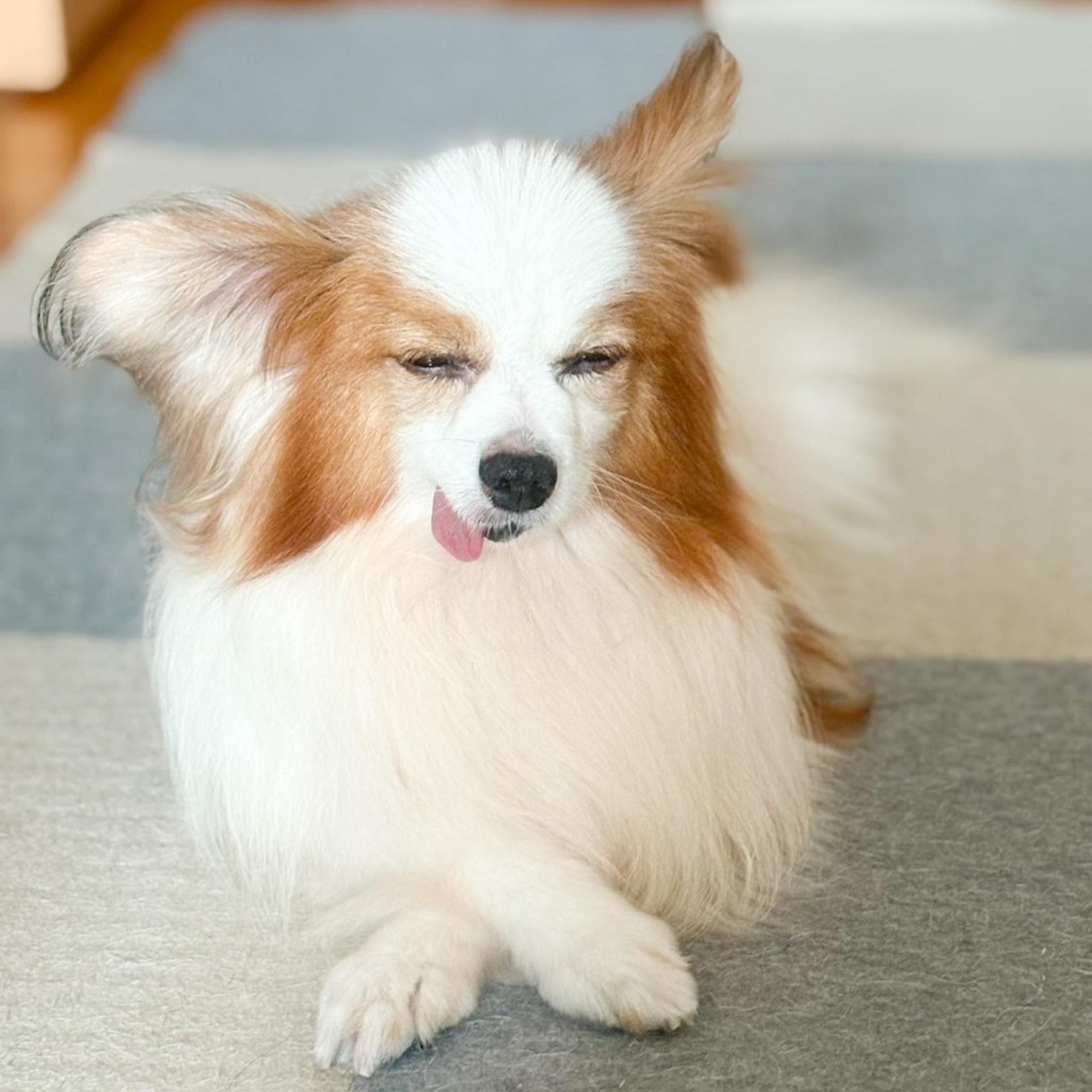 pet-image-9