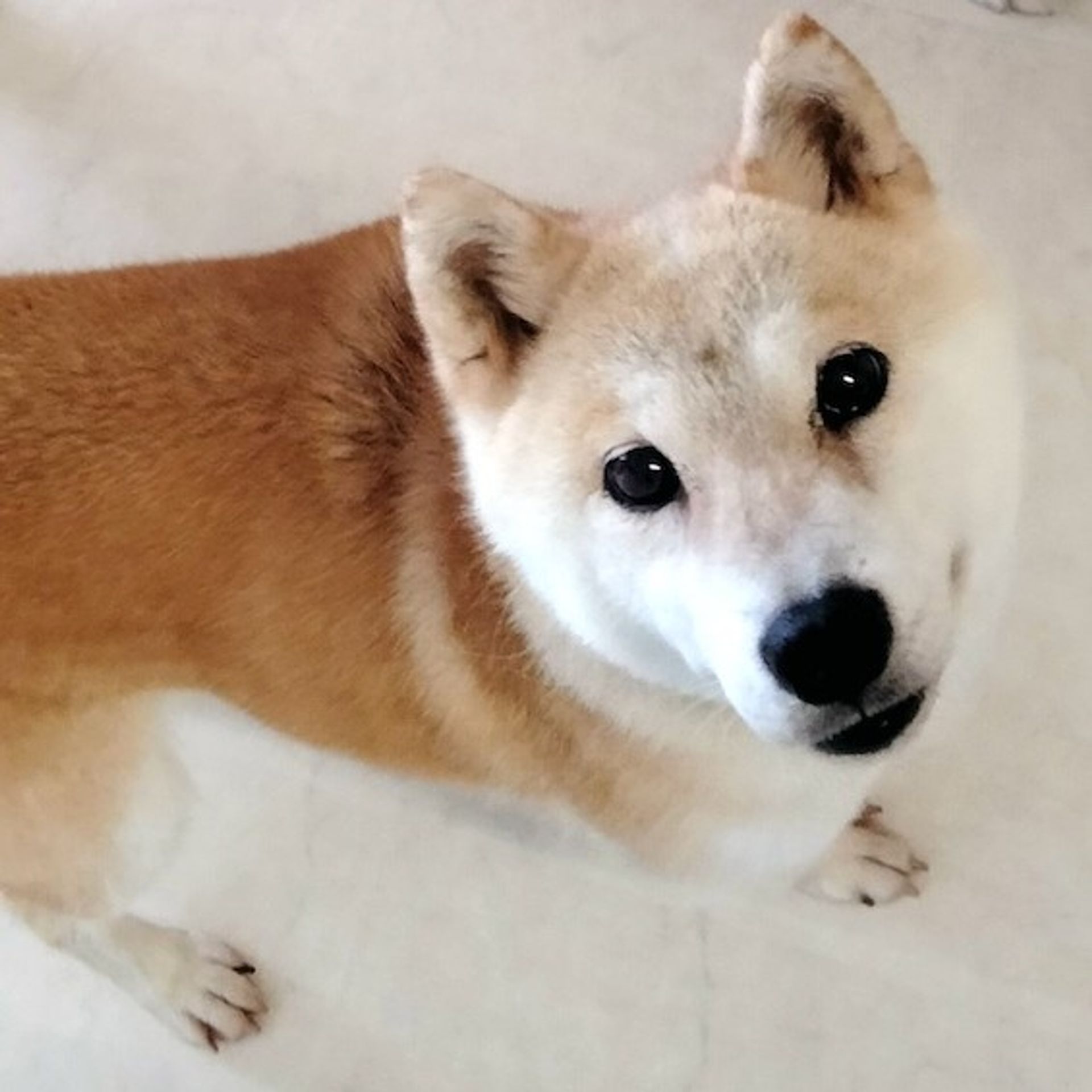柴犬・メスの里親募集の写真