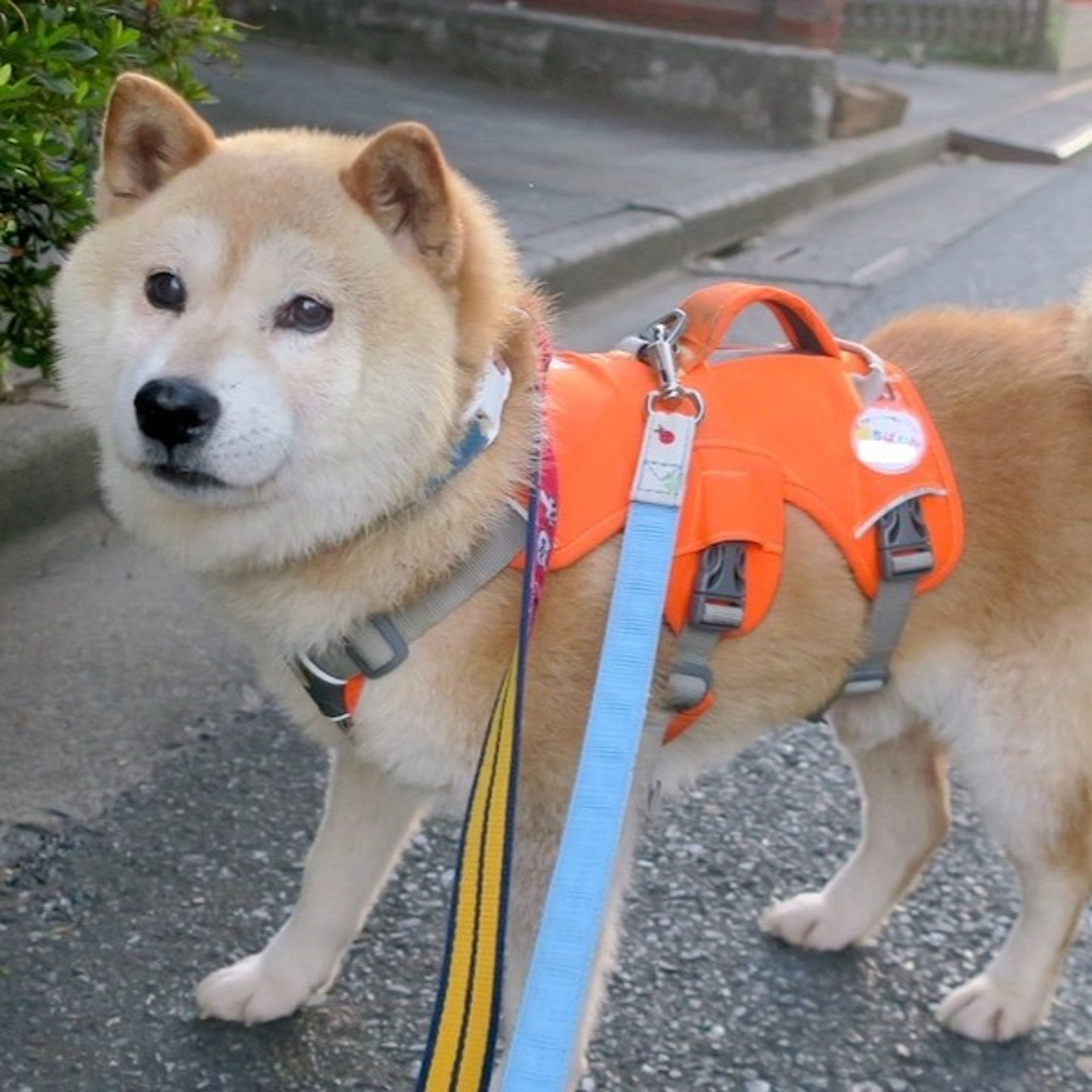 image-2