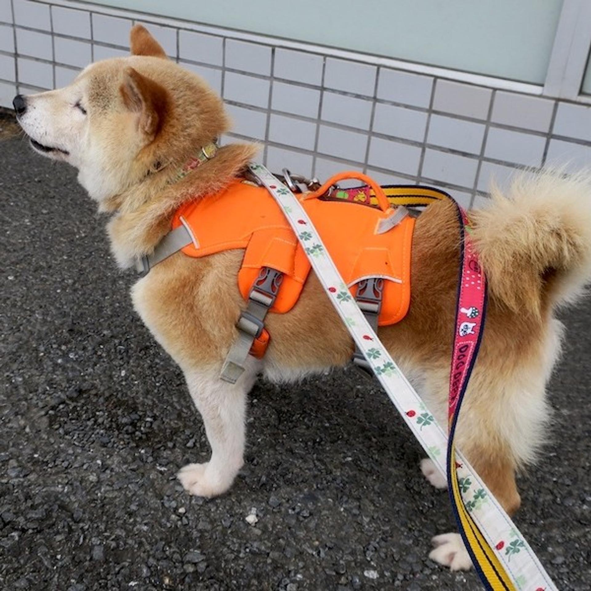 pet-image-4