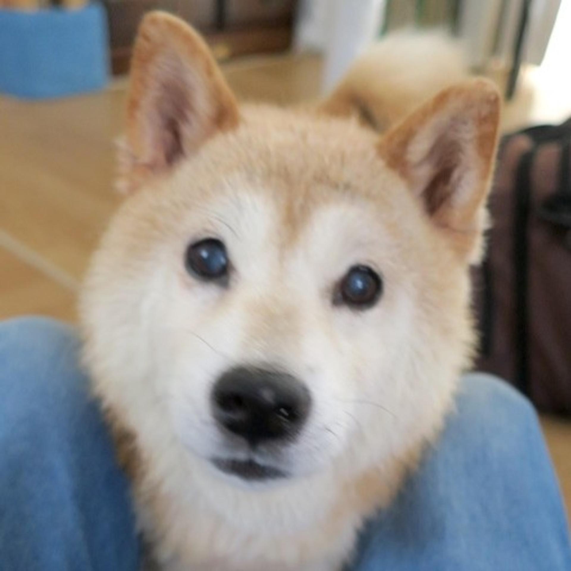 pet-image-2