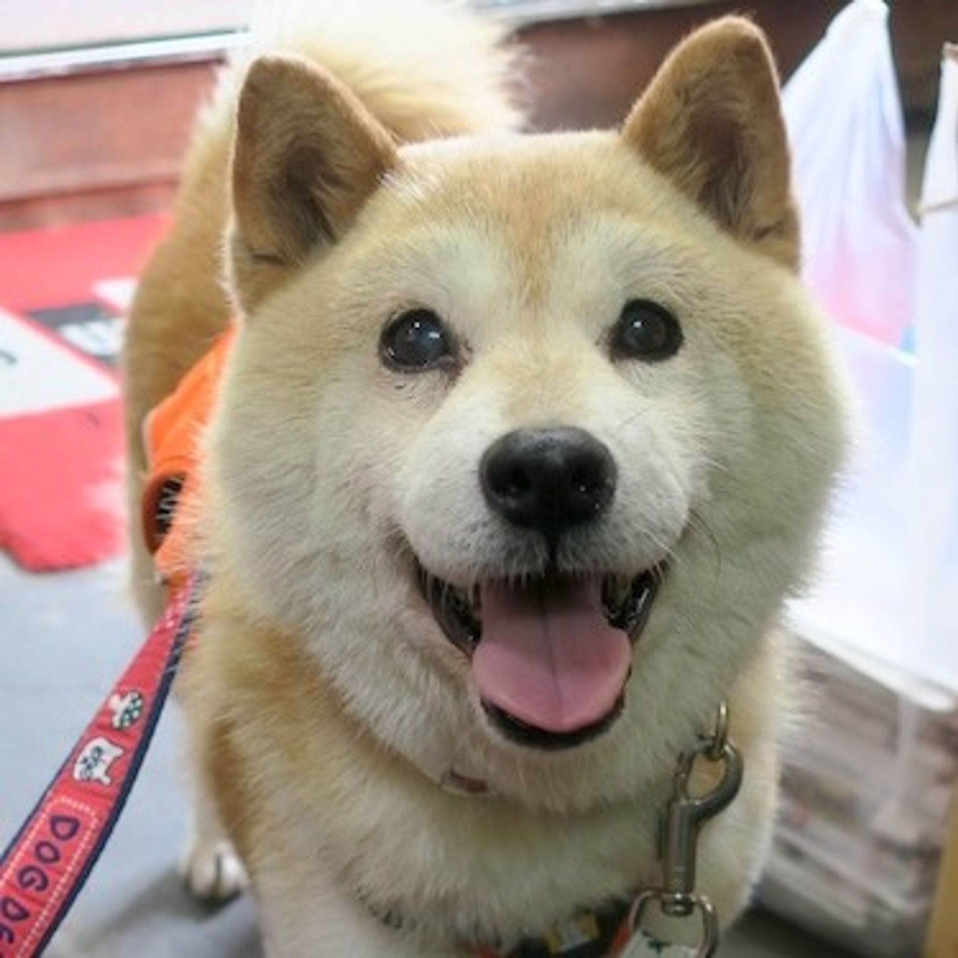 柴犬・オスの里親募集の写真