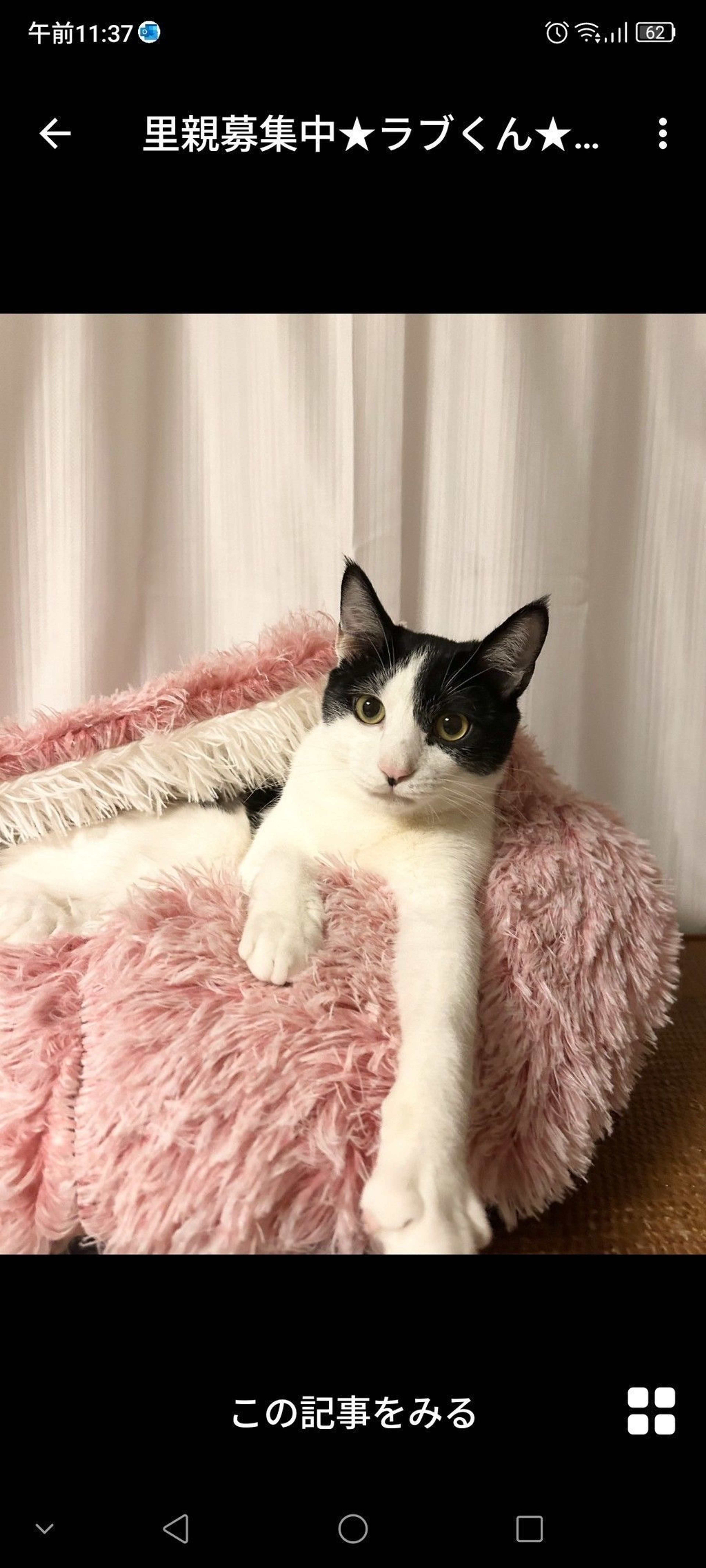 雑種（ミックス猫）・オスの里親募集の写真