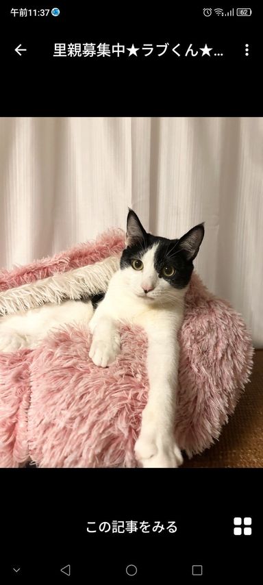 雑種（ミックス猫）・オスの里親募集の写真