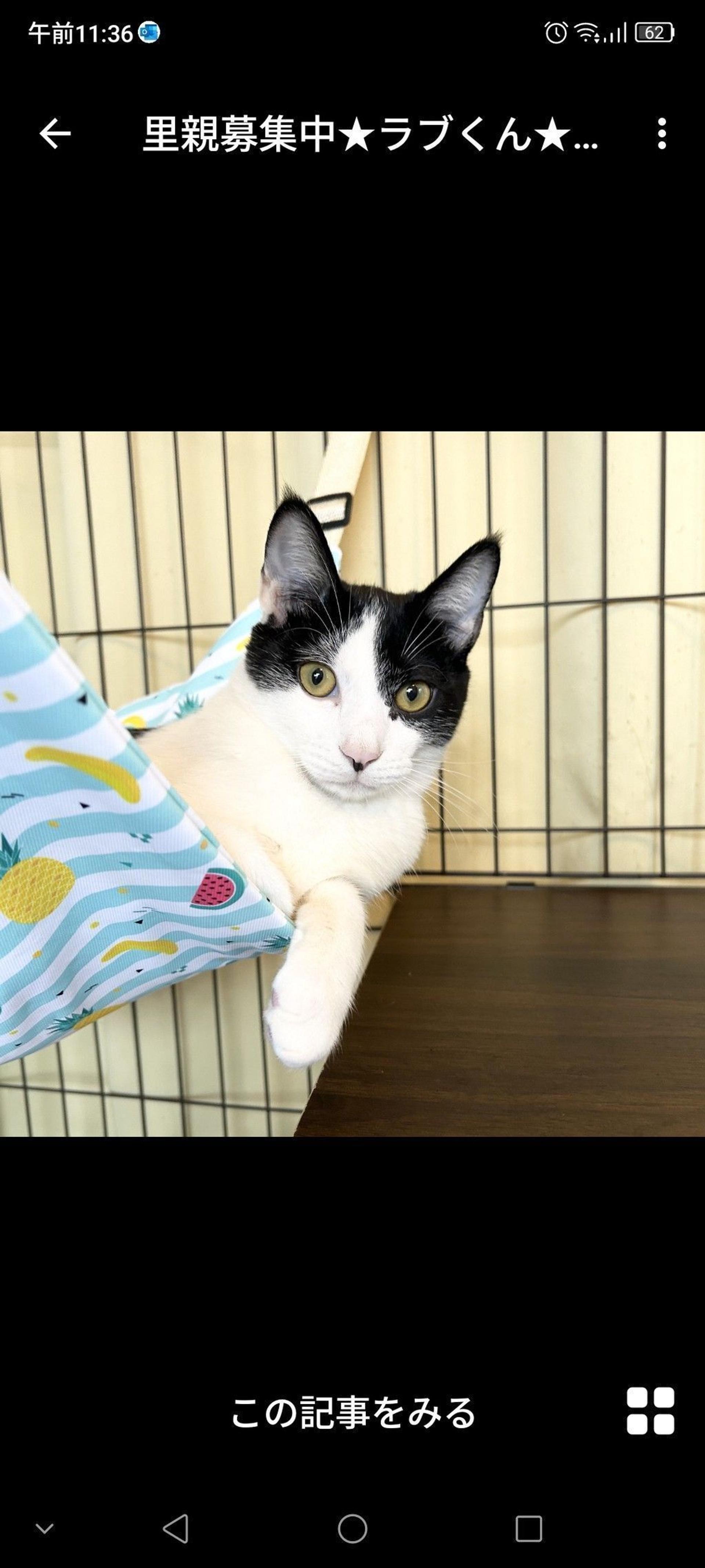 pet-image-3