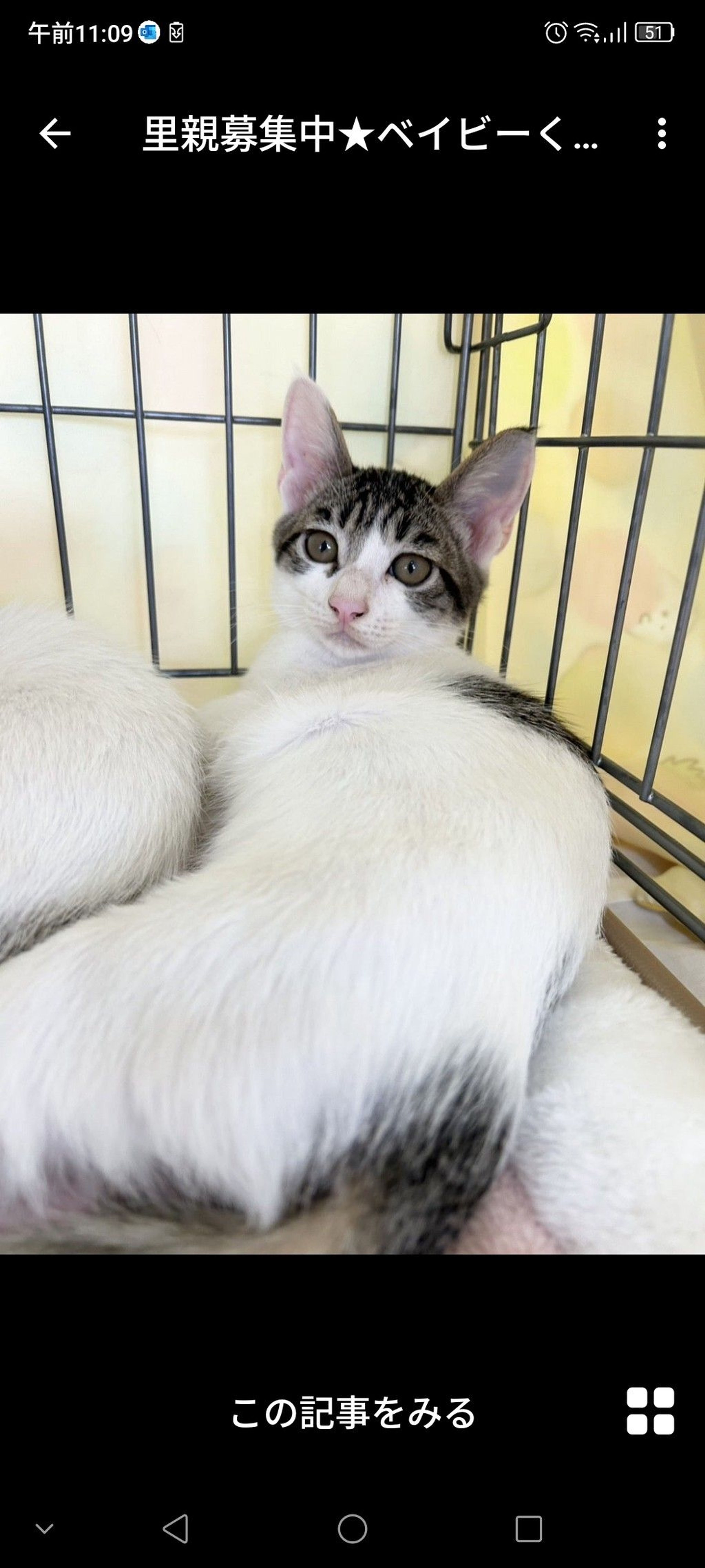 雑種（ミックス猫）・オスの里親募集の写真