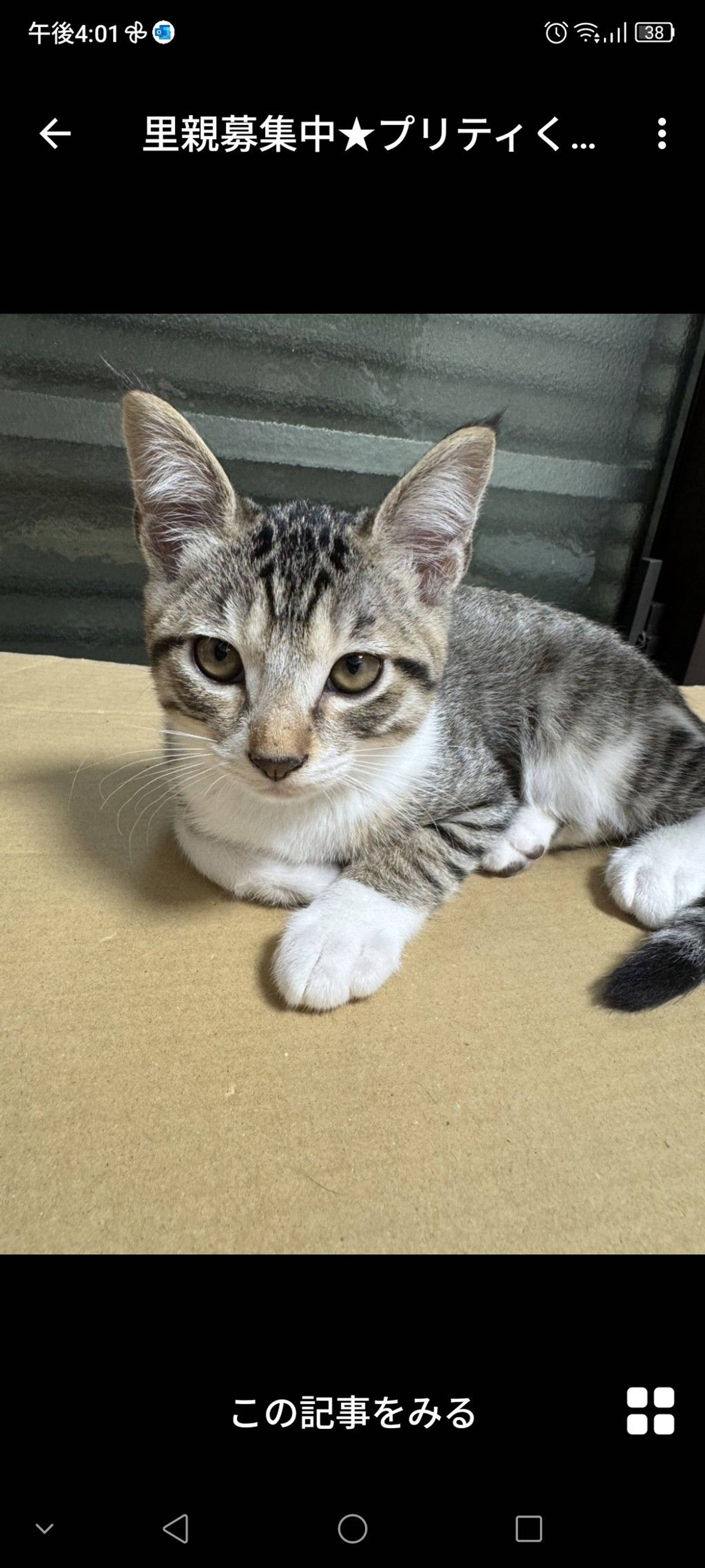 雑種（ミックス猫）・オスの里親募集の写真