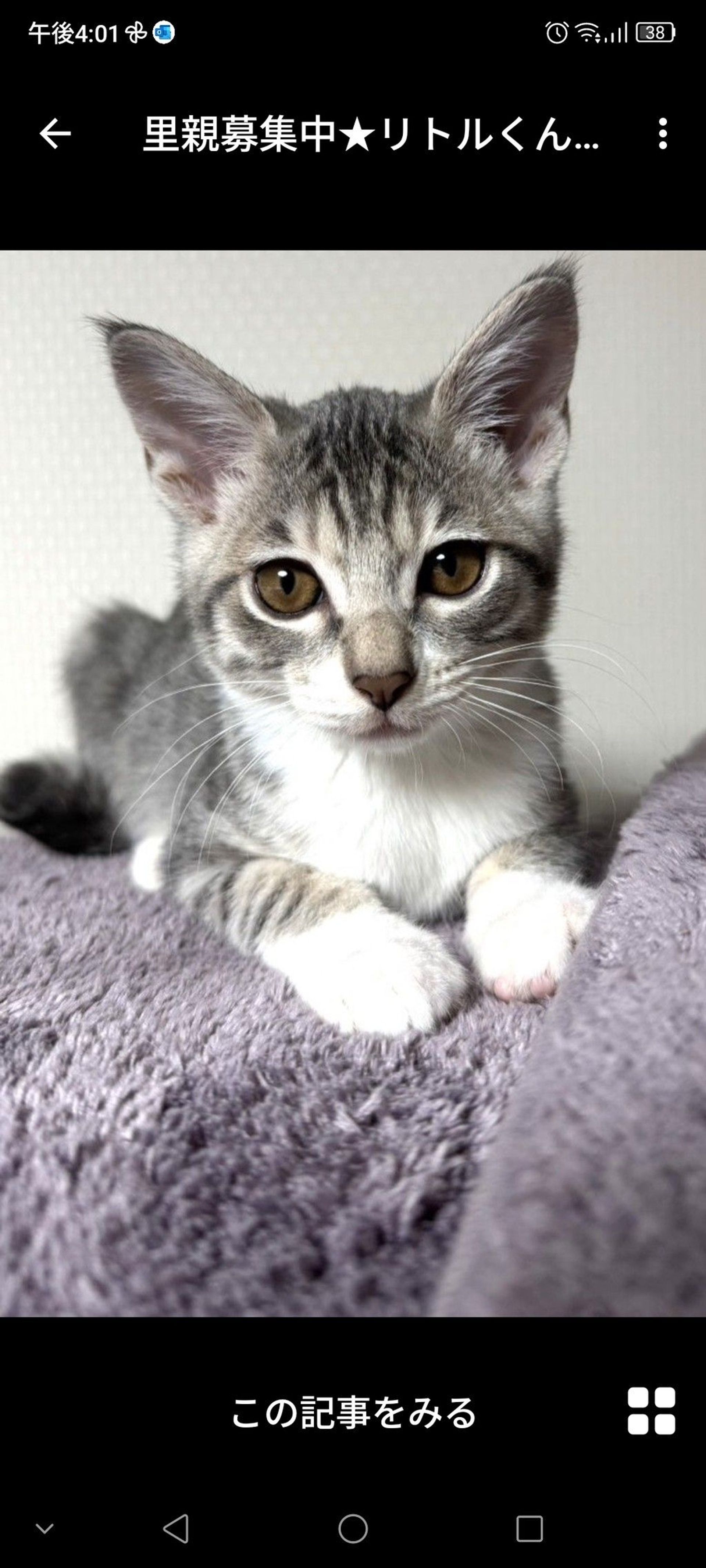 雑種（ミックス猫）・オスの里親募集の写真