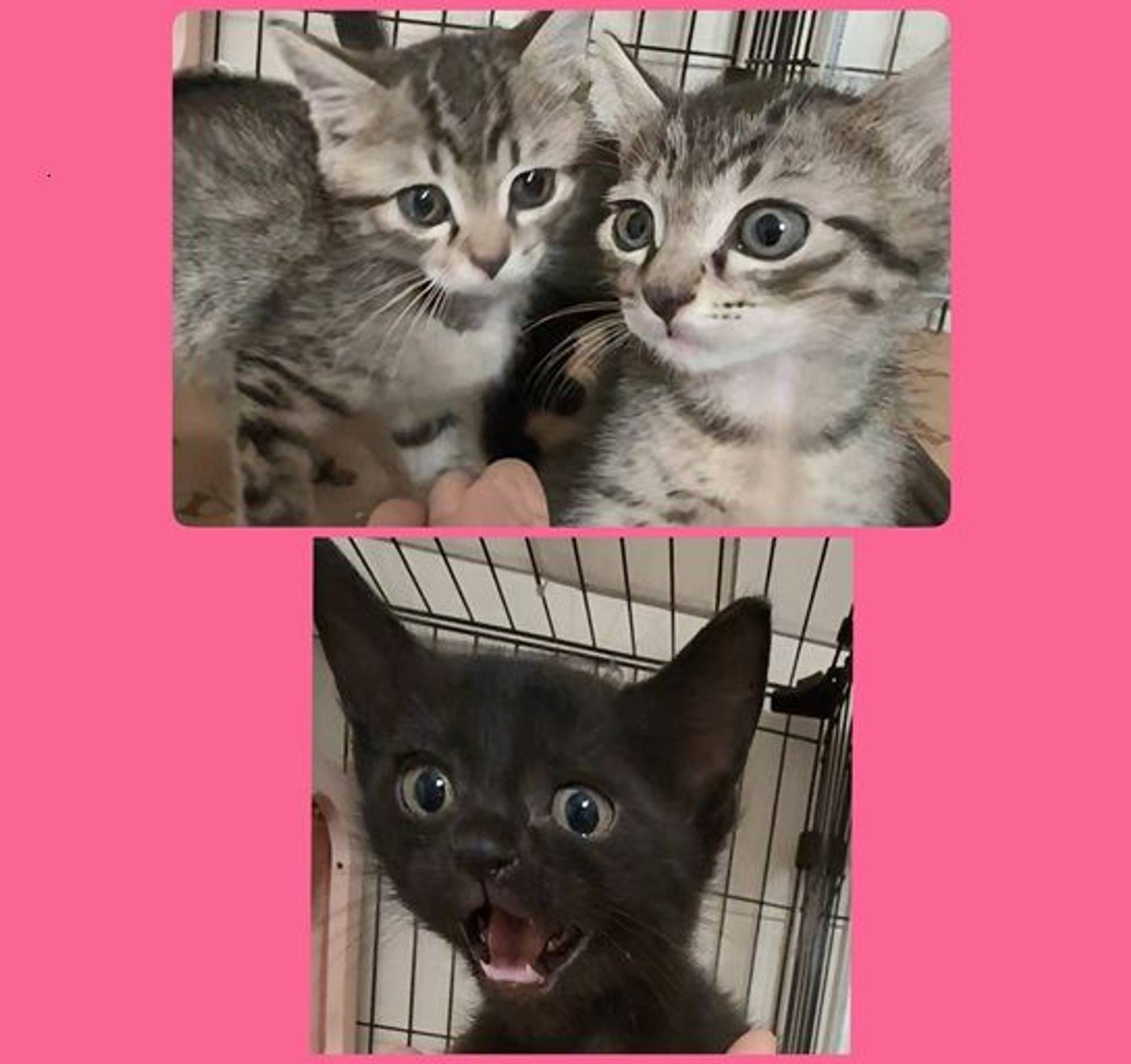 雑種（ミックス猫）・オスの里親募集の写真