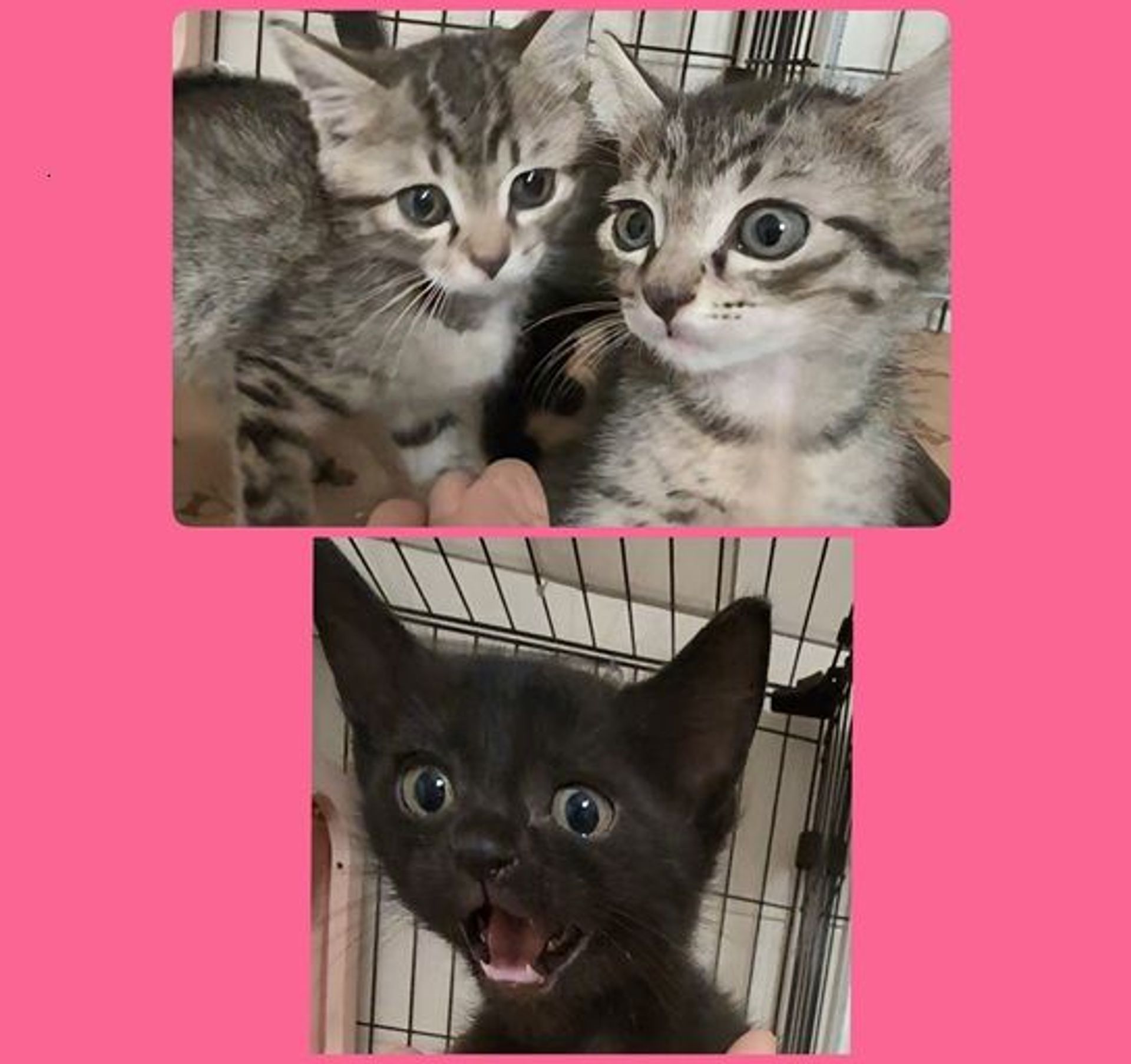 雑種（ミックス猫）・オスの里親募集の写真