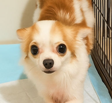 小梅