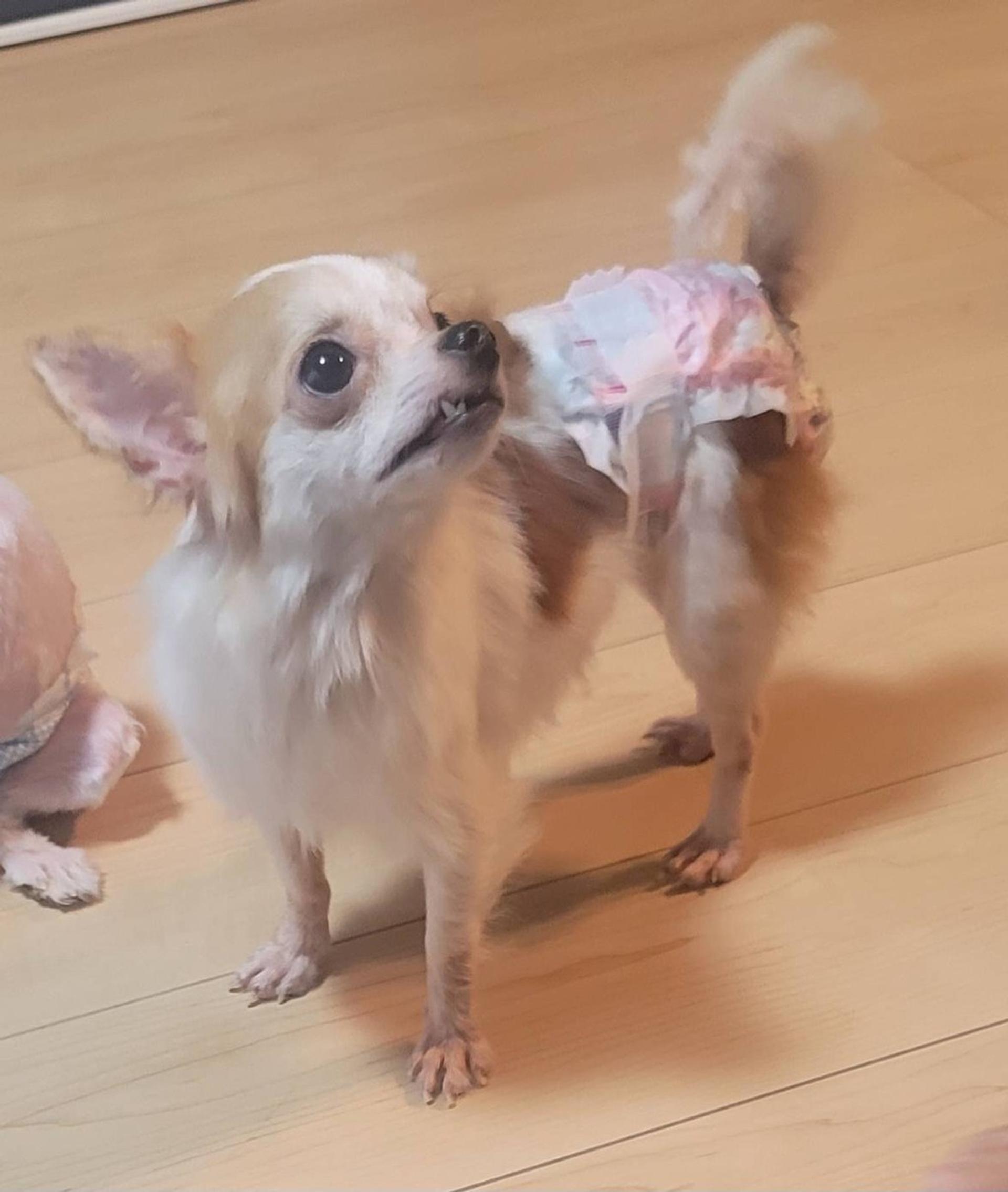 pet-image-3