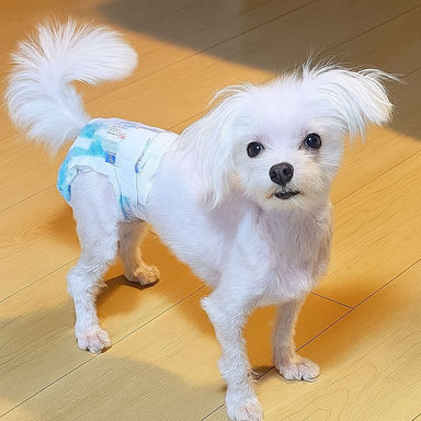 すもも